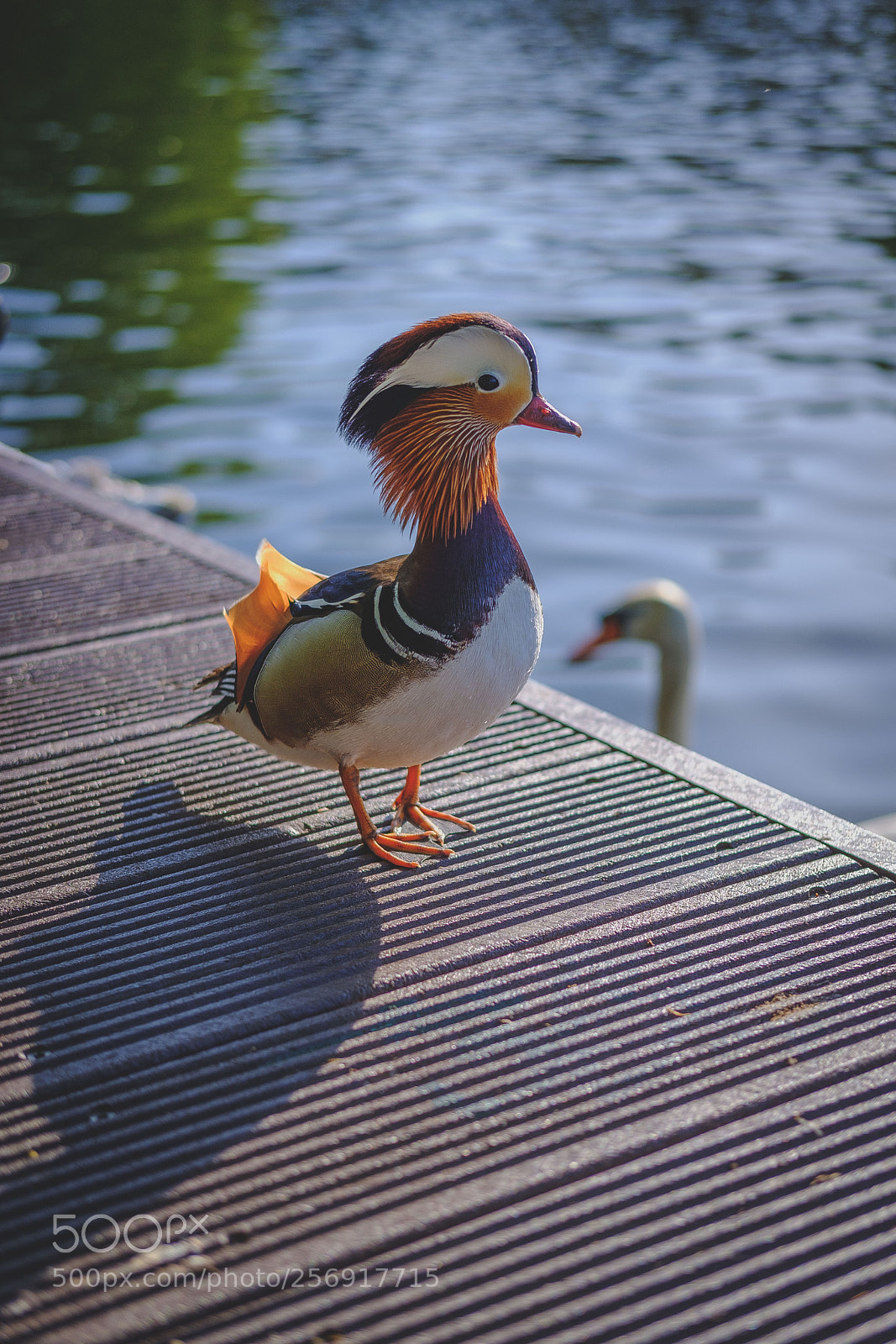 Fujifilm X-T20 sample photo. Mandarinente auf dem insel-steg photography