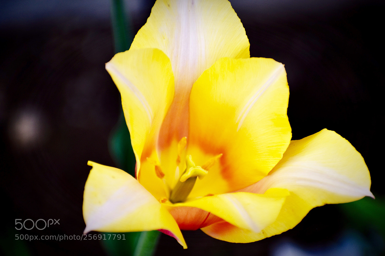Nikon D5500 sample photo. Yellow photography