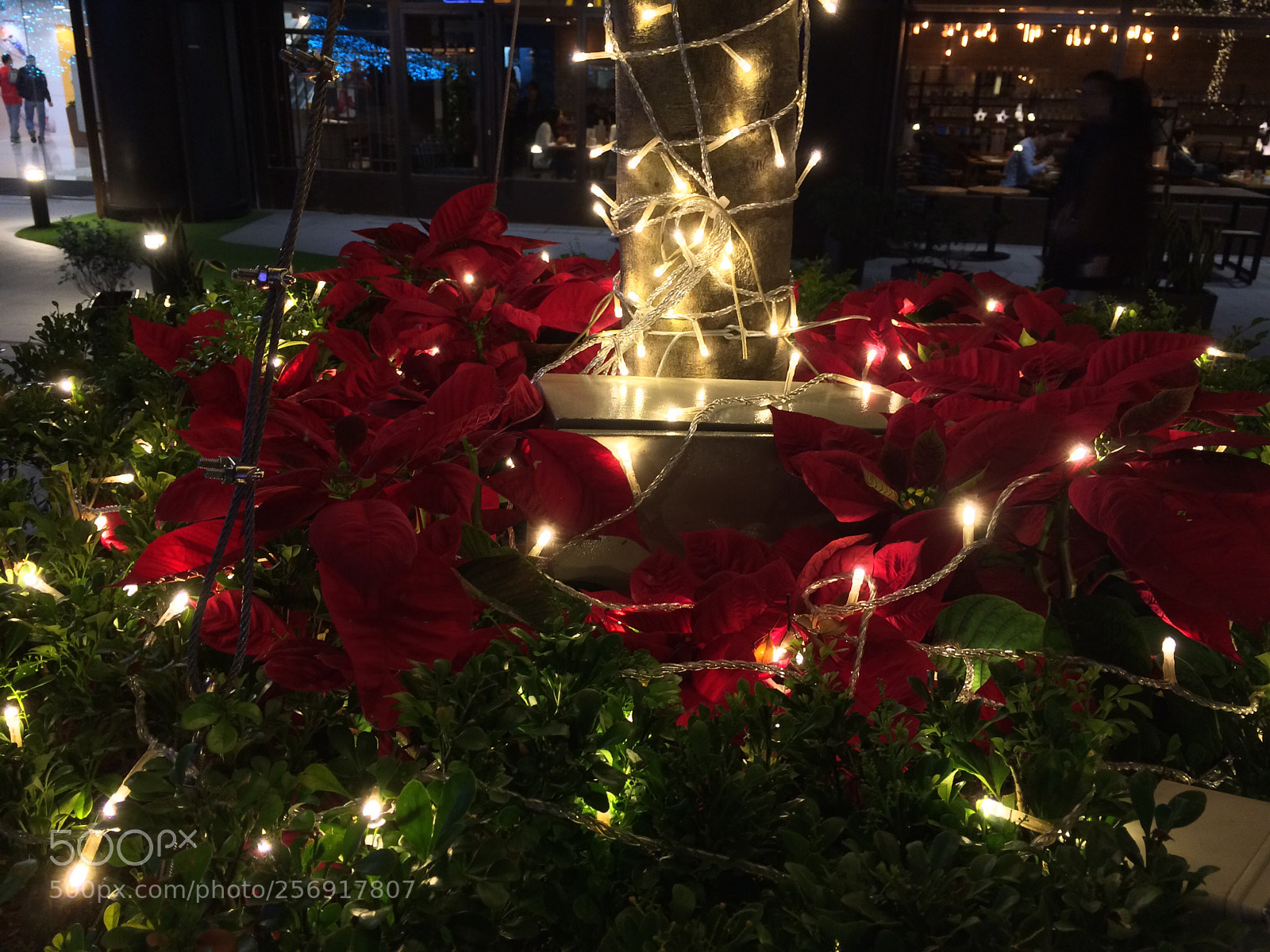 Apple iPhone 5s sample photo. Night of flowers photography