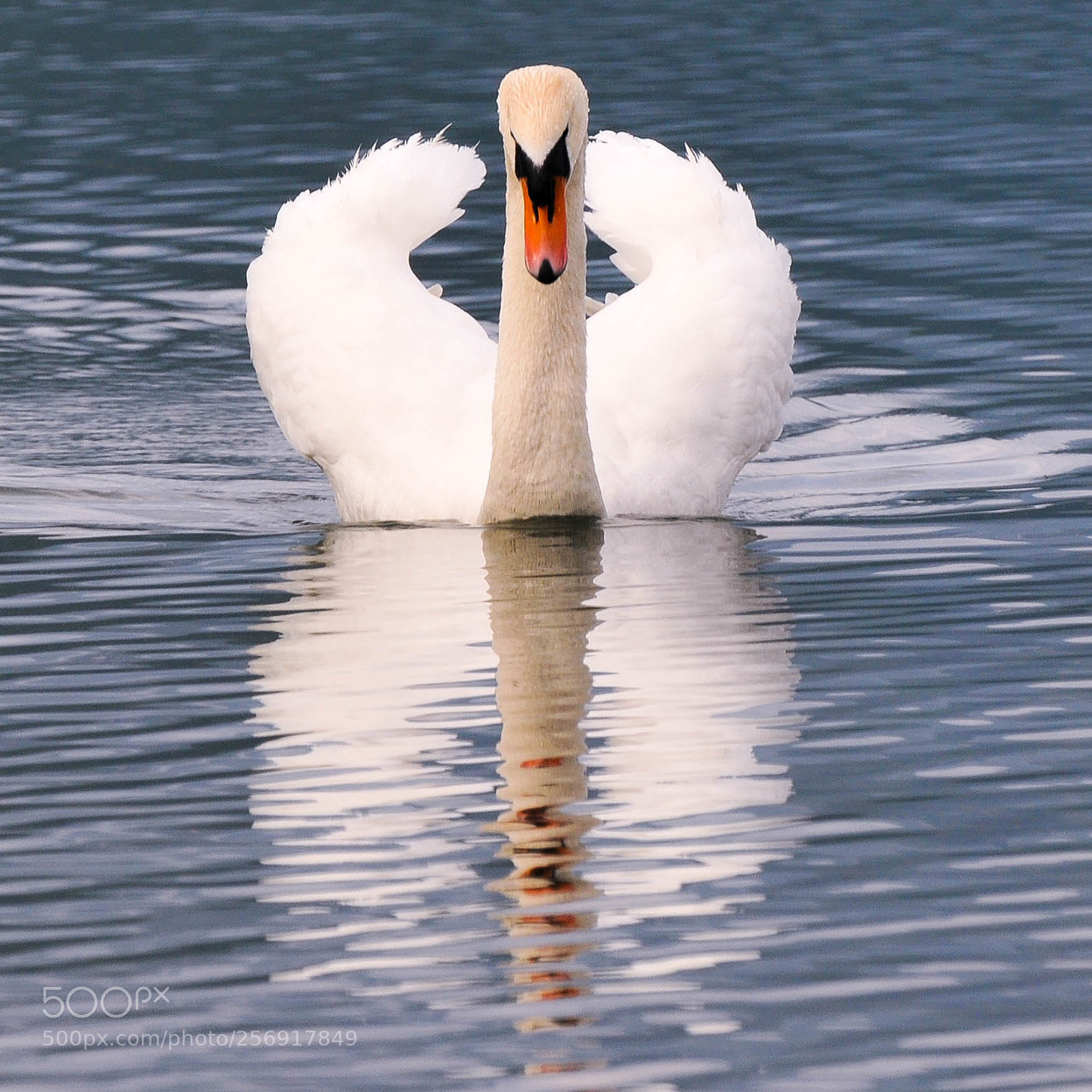 Nikon D300 sample photo. King of the lake photography