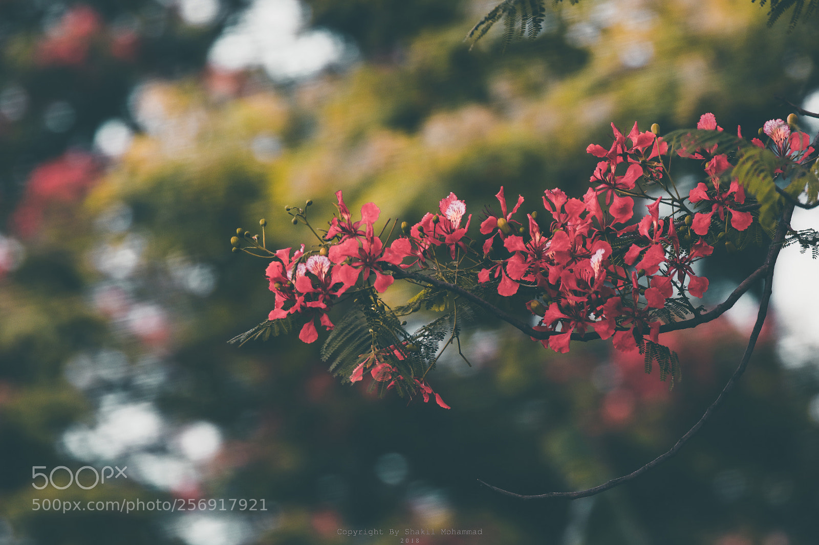 Canon EOS 80D sample photo. Untitled photography