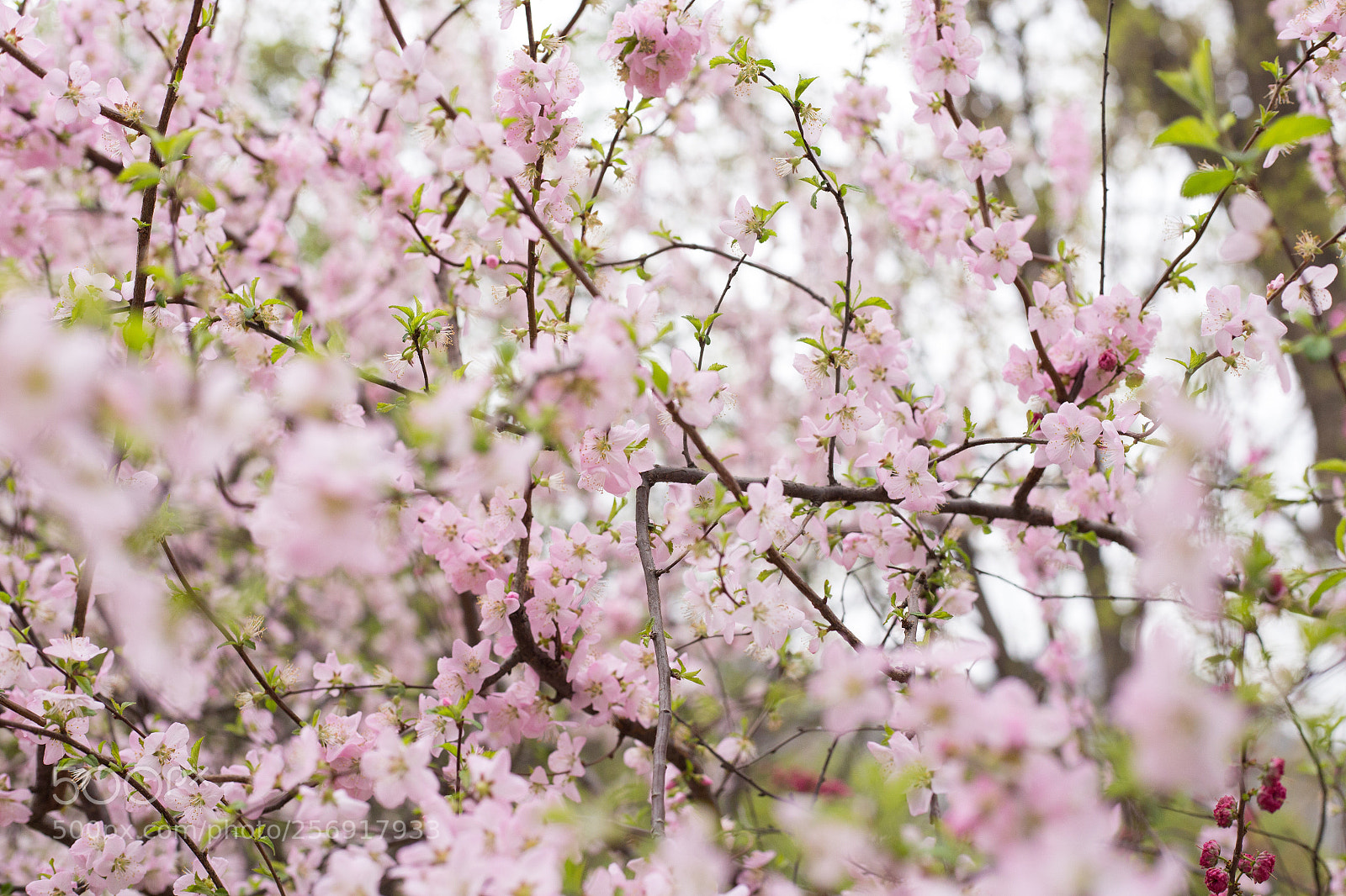 Canon EOS 6D sample photo. Untitled photography