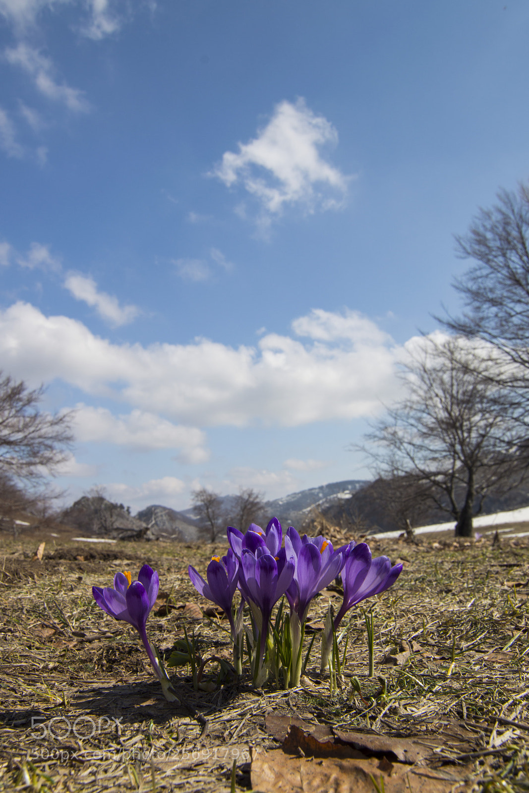 Nikon D3200 sample photo. Crocuses photography