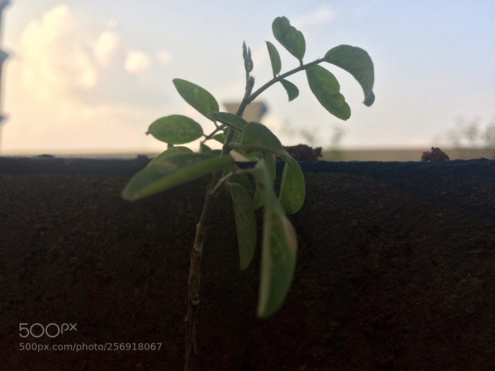 Apple iPhone 5s sample photo. Untitled photography