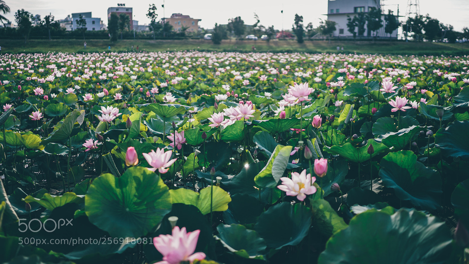 Sony a7R II sample photo. Lotus photography