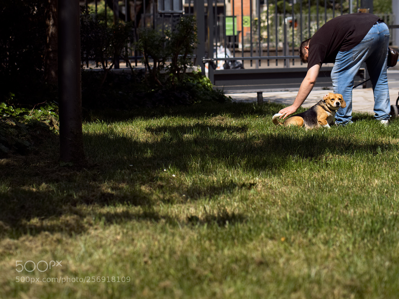 Panasonic Lumix DC-GH5 sample photo. Un printemps de chien photography