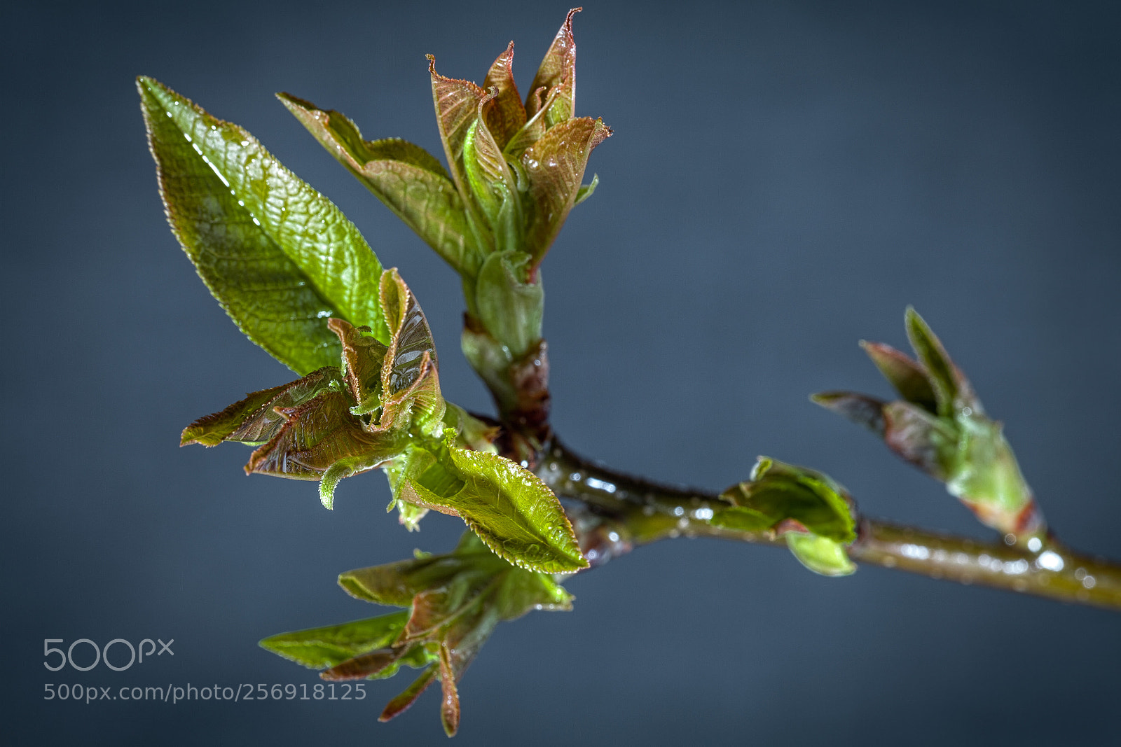 Canon EOS 5D Mark II sample photo. Woken up after winter photography