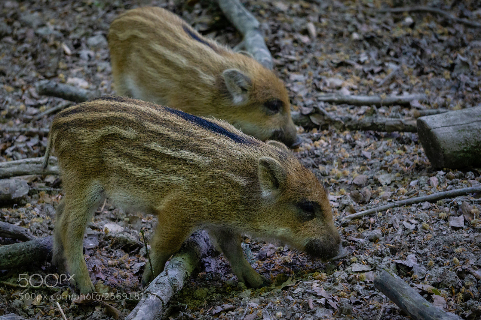 Sony a6000 sample photo. Frischlinge photography