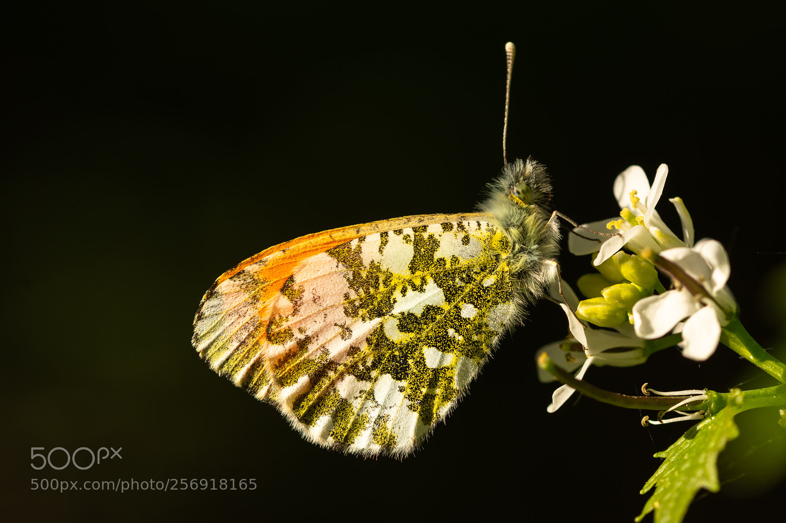Nikon D7200 sample photo. Orange tip photography