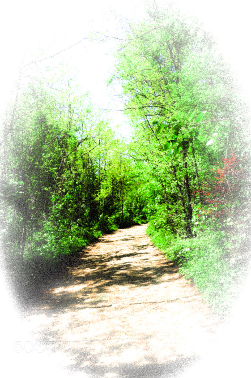 Nikon D90 sample photo. Woodland photography