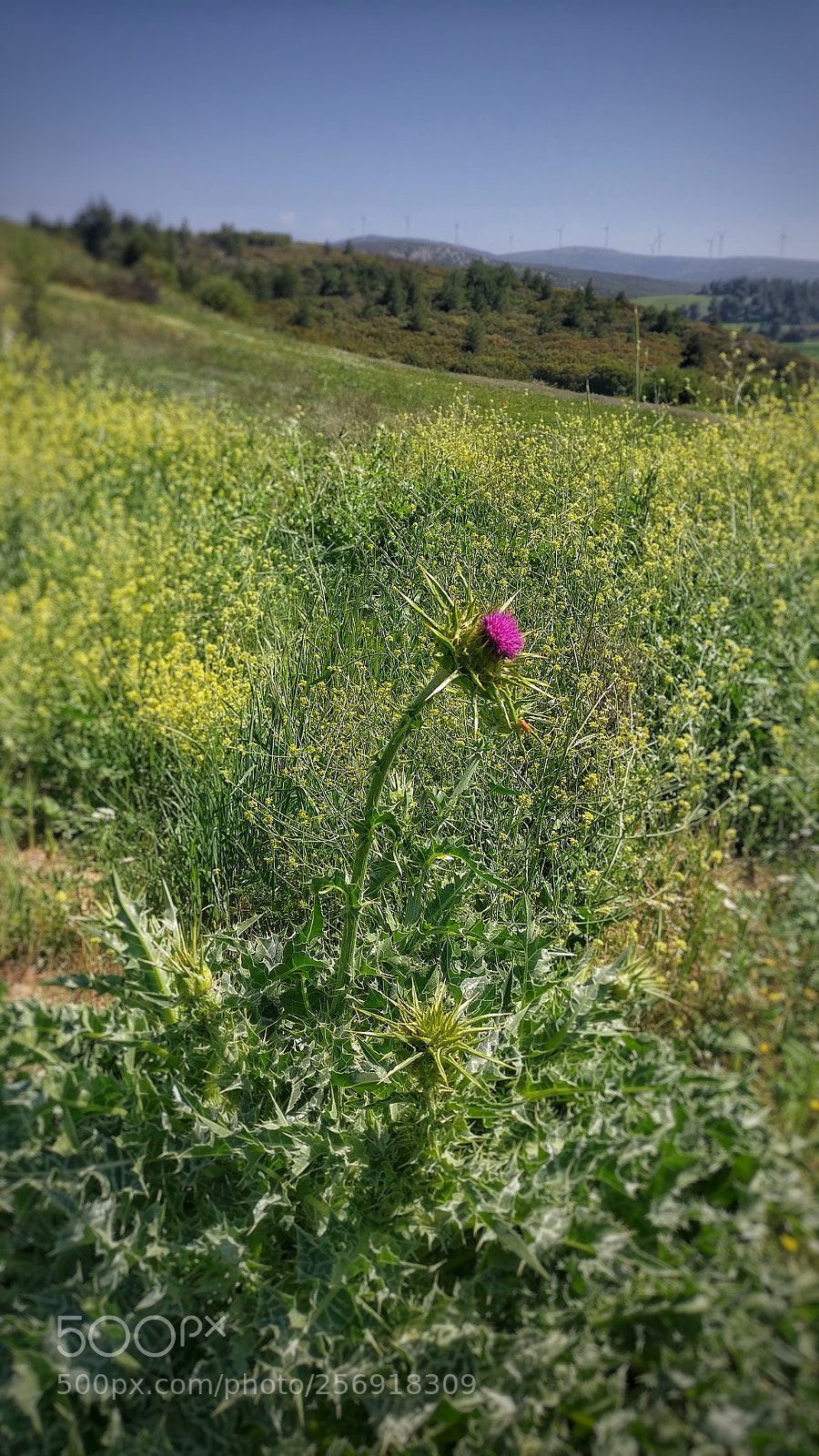 OnePlus A3003 sample photo. Milk thistle photography