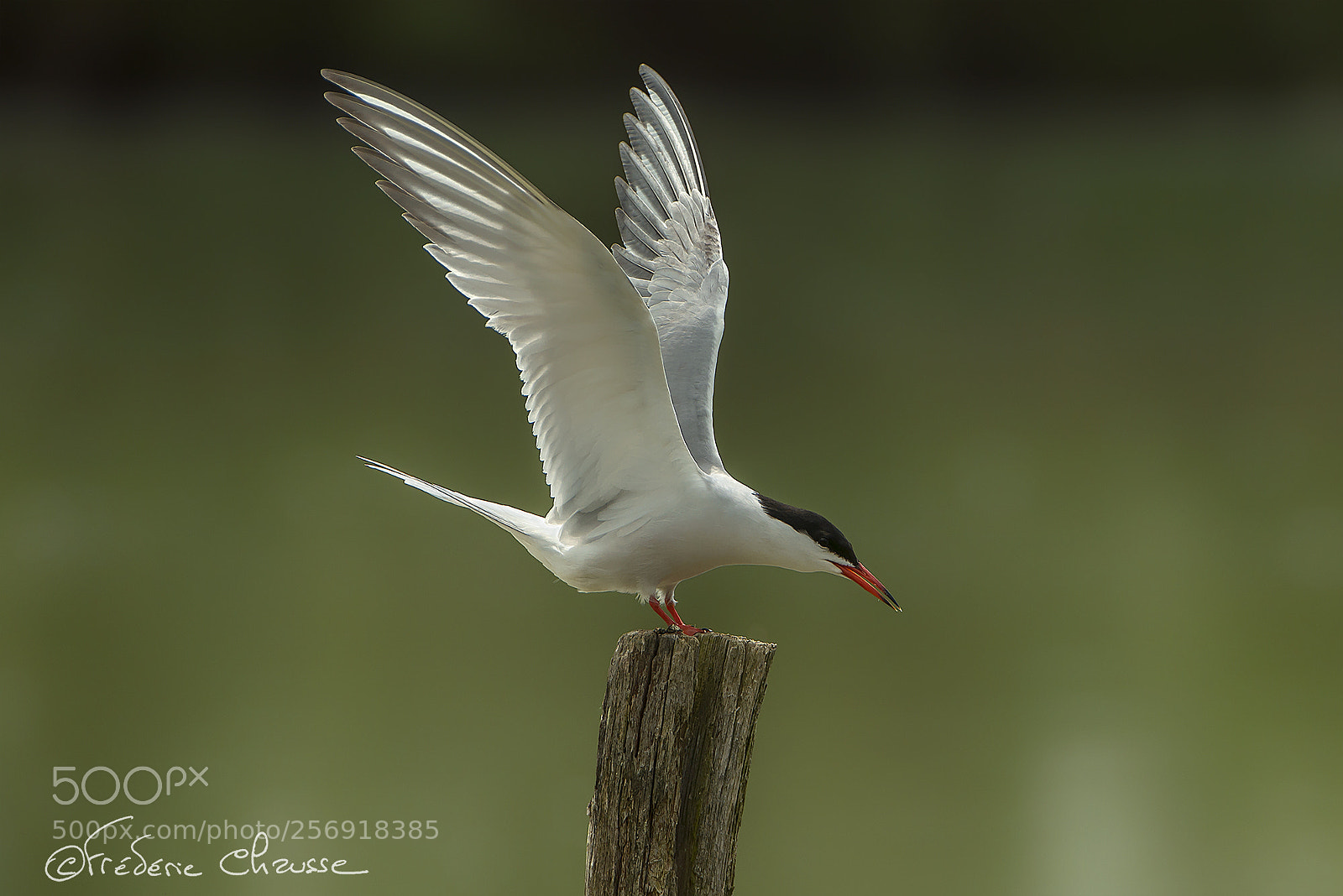 Nikon D800E sample photo. Sterna hirundo photography