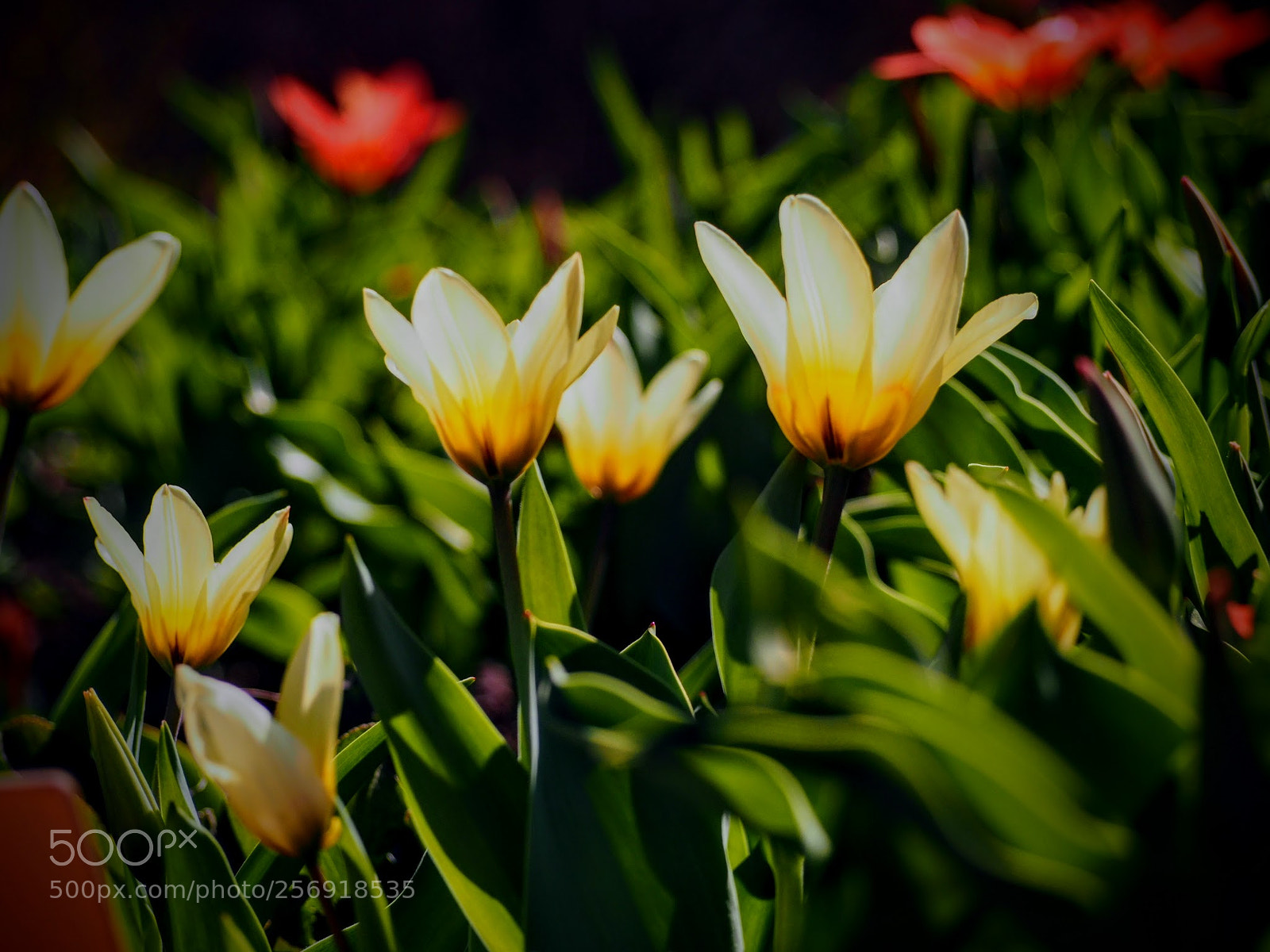 Olympus OM-D E-M10 II sample photo. Tulips photography