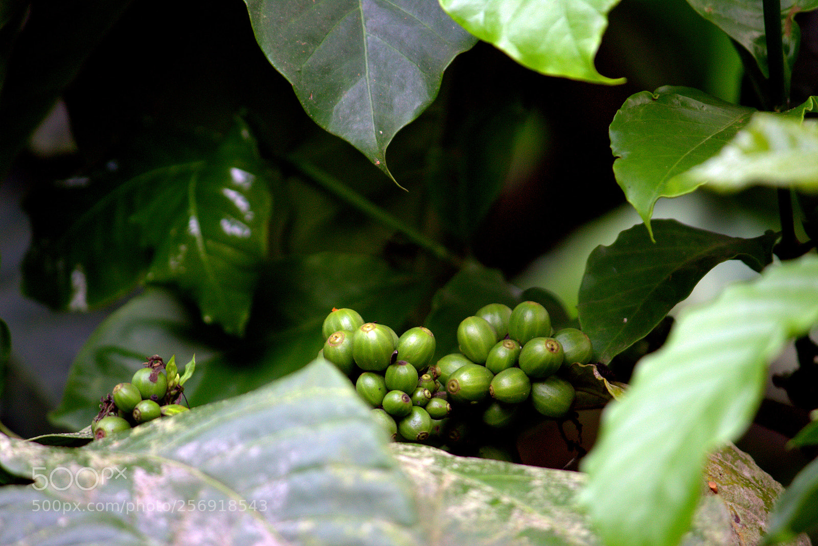 Canon EF-S 55-250mm F4-5.6 IS II sample photo. Coorg coffee photography