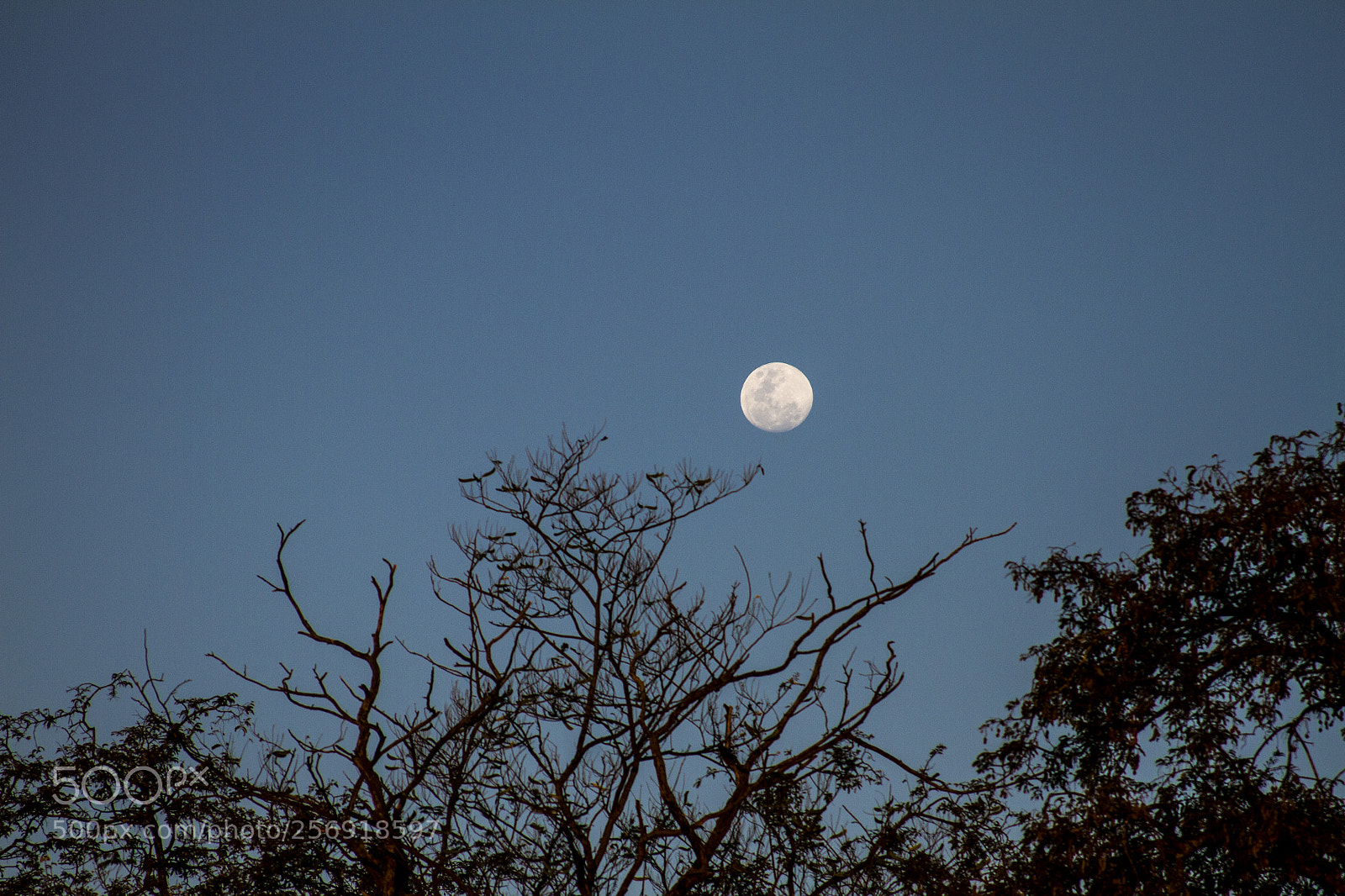 Canon EOS 7D sample photo. The moon over trees photography