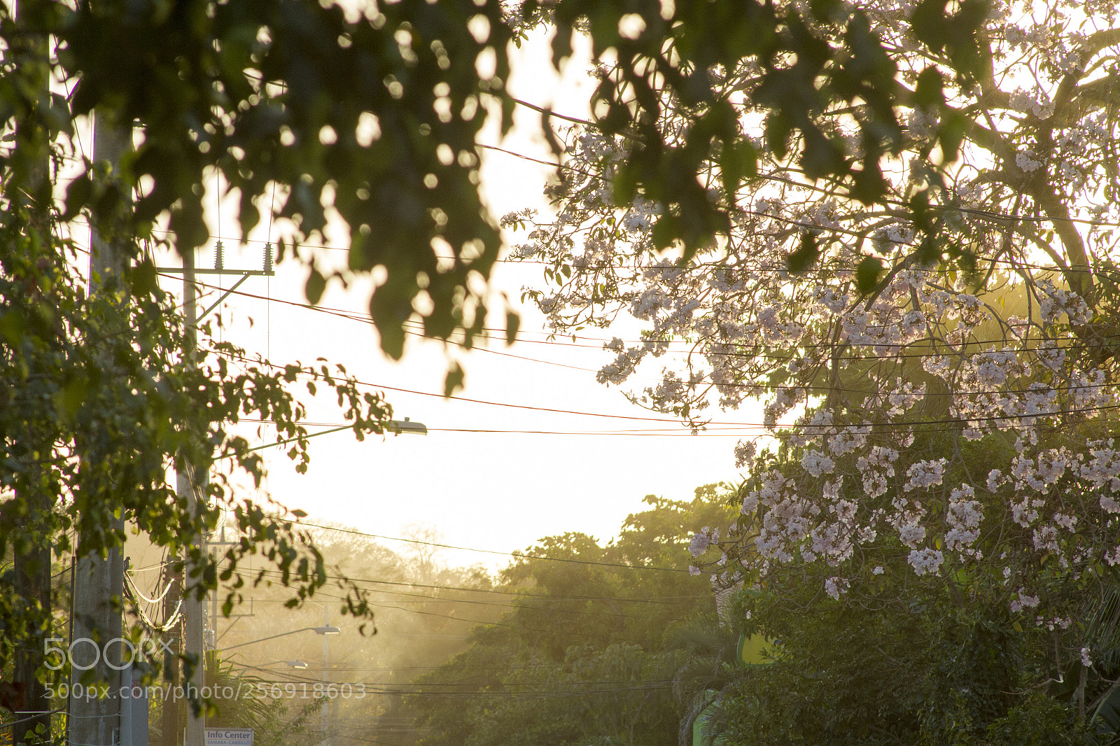 Canon EOS 7D sample photo. Sun ray powerlines photography
