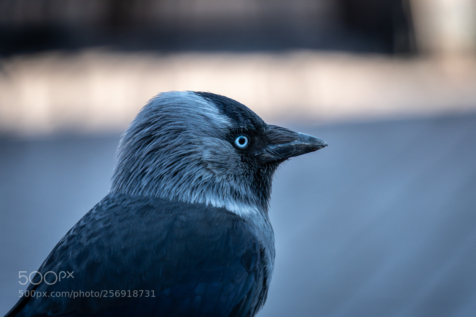 Sony a6300 sample photo. Jackdaw photography