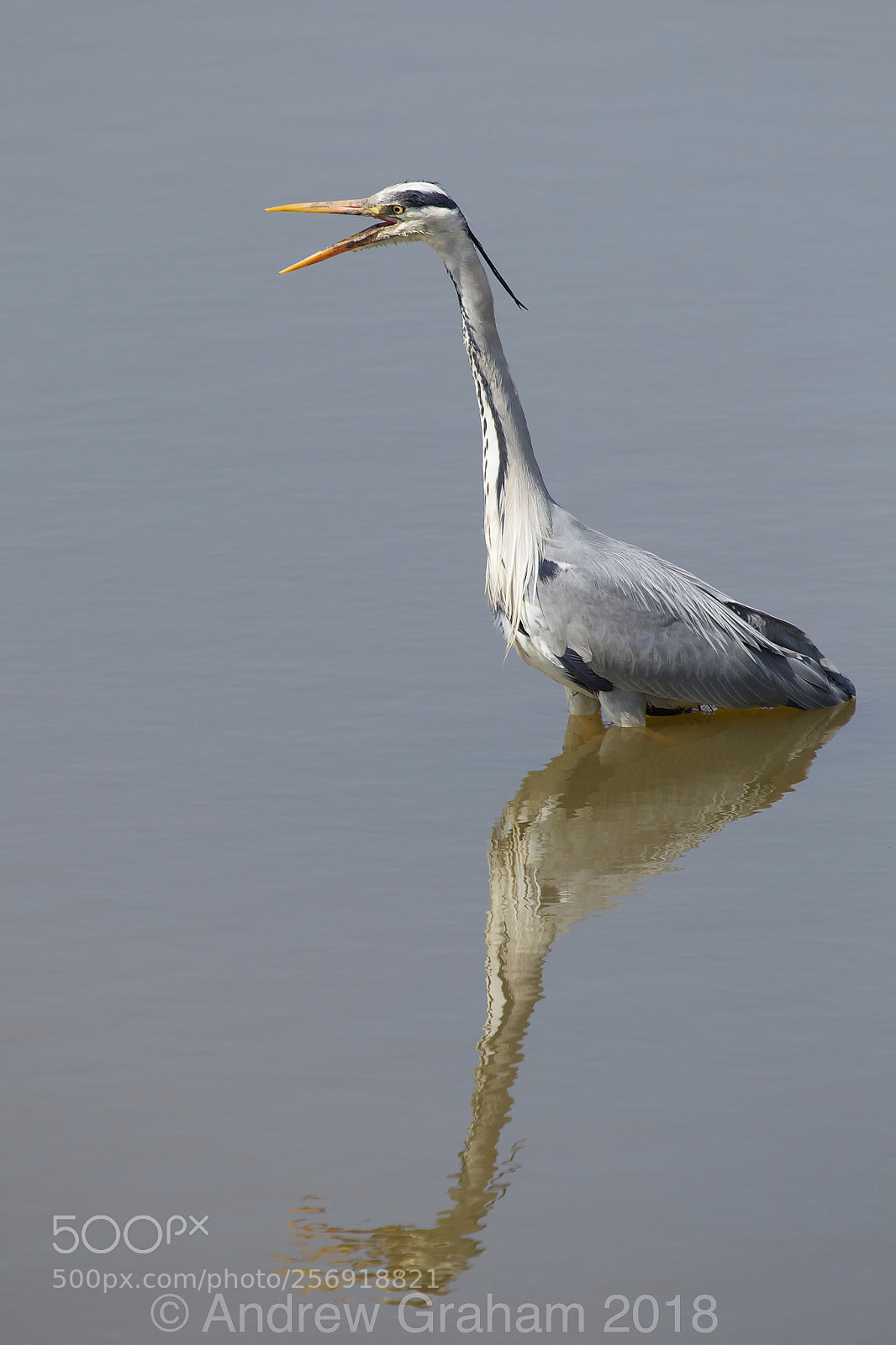 Canon EOS-1D Mark IV sample photo. Heron reflection photography