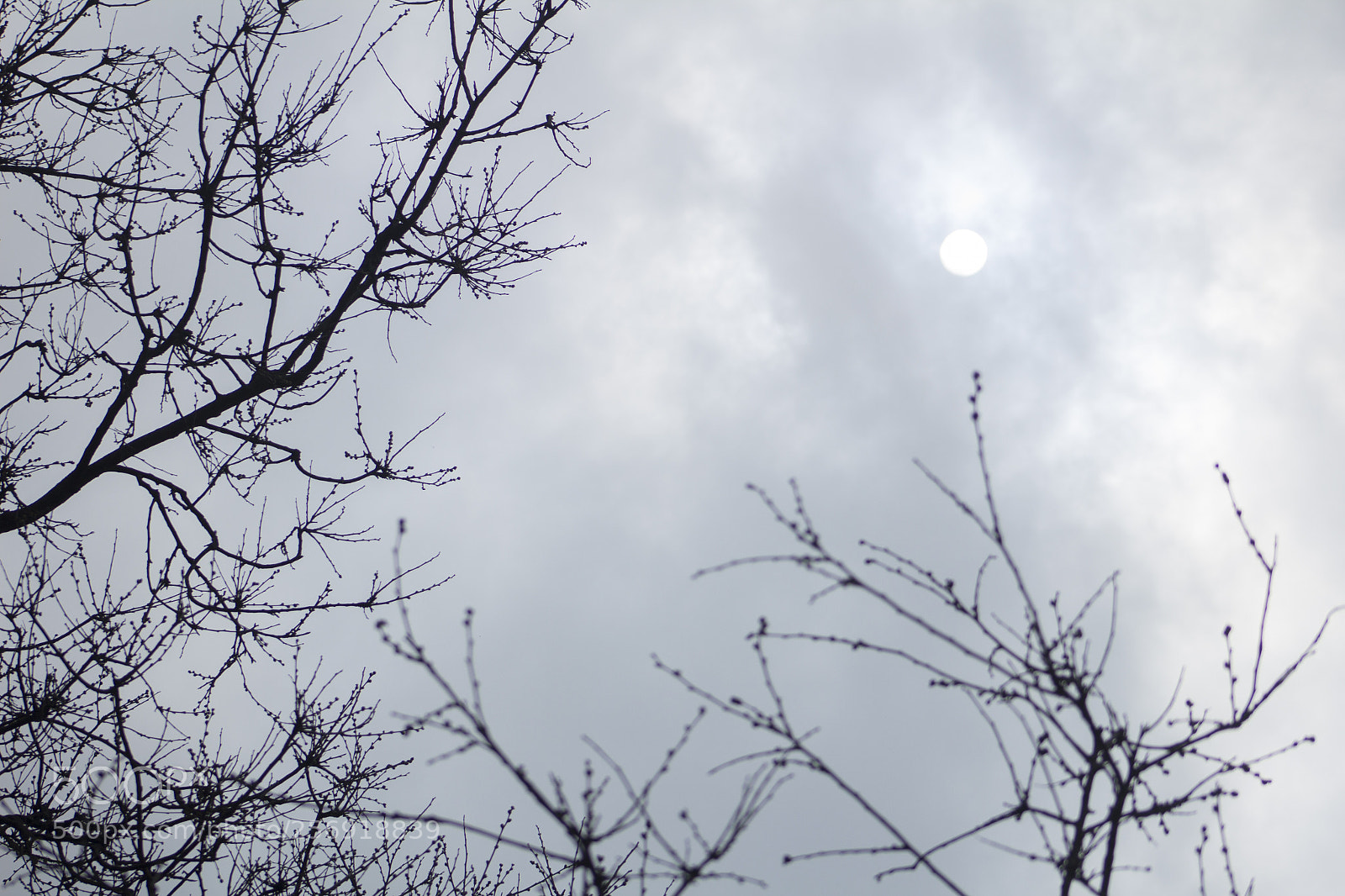 Canon EOS 1200D (EOS Rebel T5 / EOS Kiss X70 / EOS Hi) sample photo. Branches and cloud covered photography
