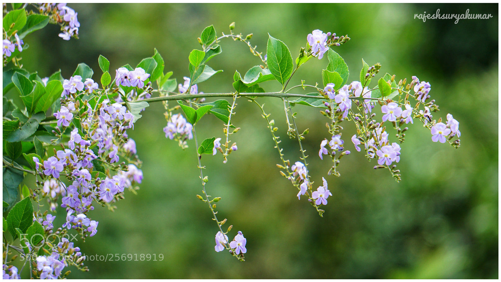 Sony a6300 sample photo. Flowers photography