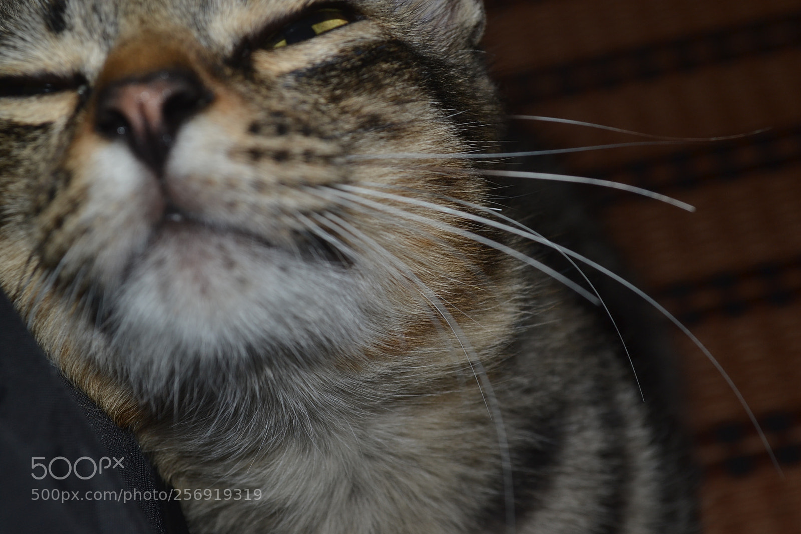 Nikon D3100 sample photo. Catty photography