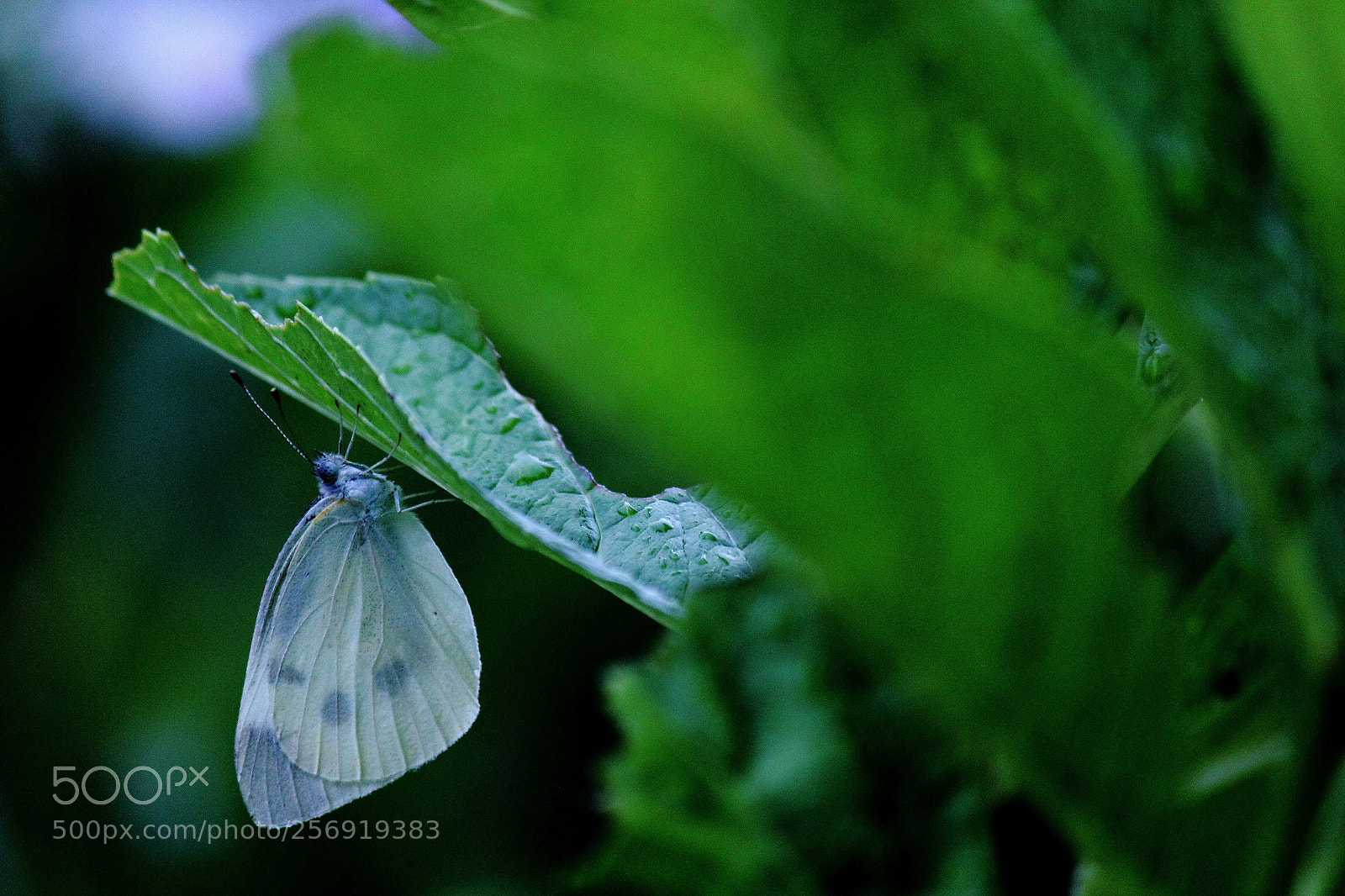 Canon EOS 600D (Rebel EOS T3i / EOS Kiss X5) sample photo. Rain shelter photography