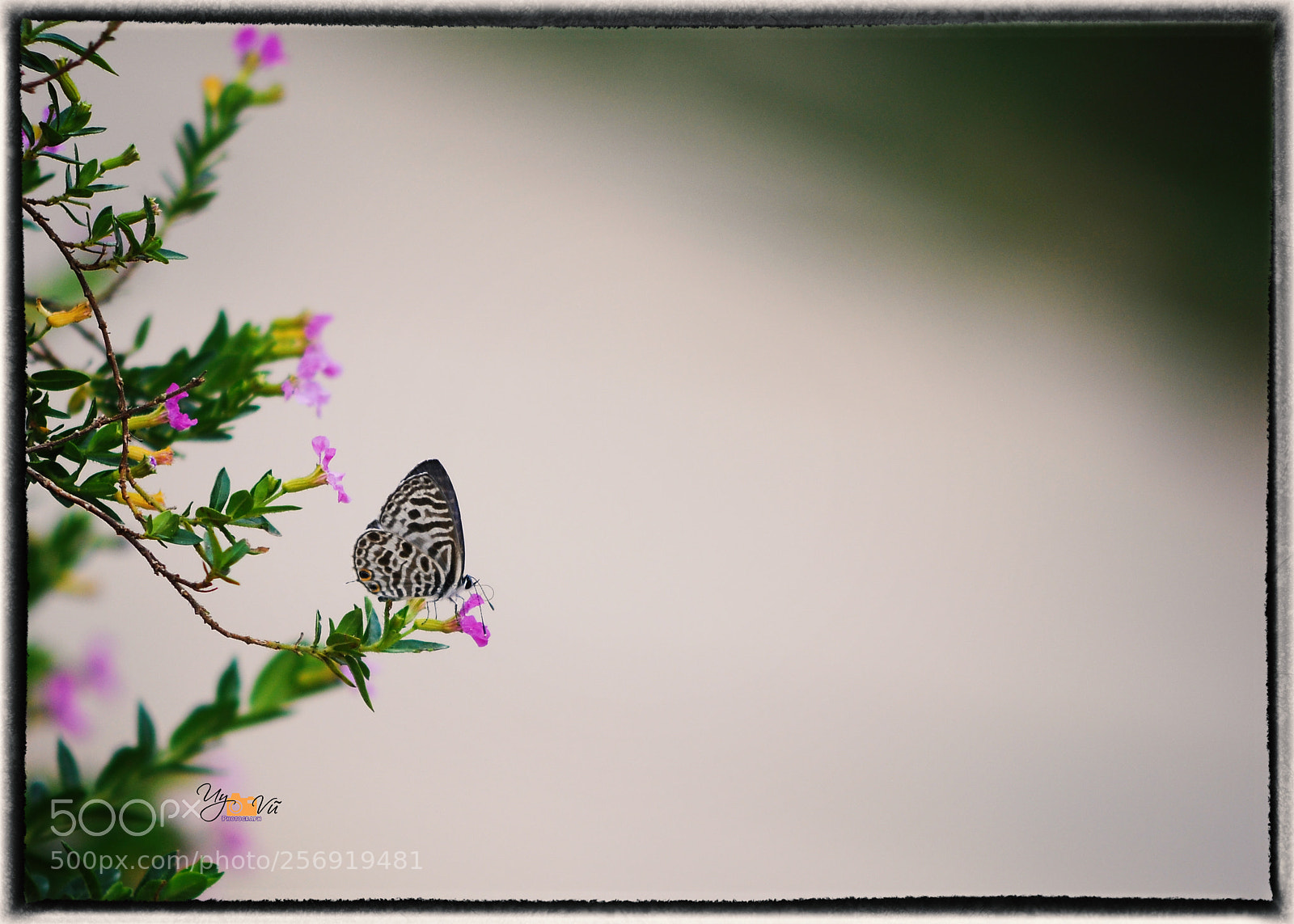 Nikon D90 sample photo. Untitled photography