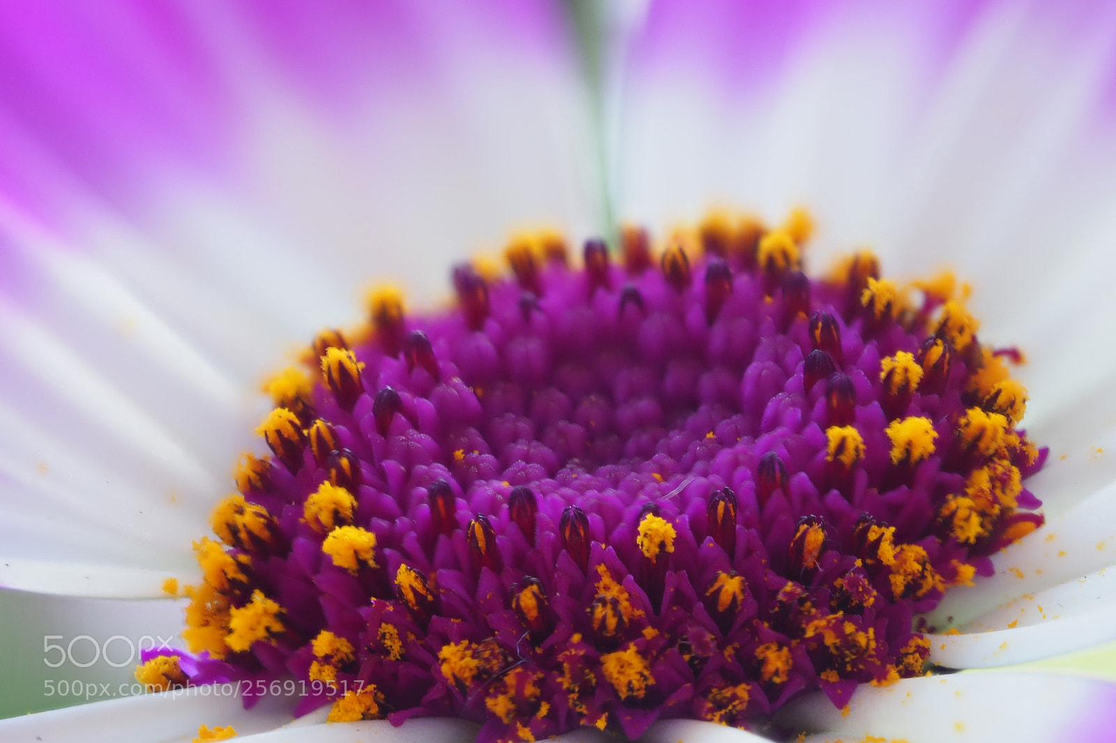 Olympus OM-D E-M1 Mark II sample photo. Untitled photography