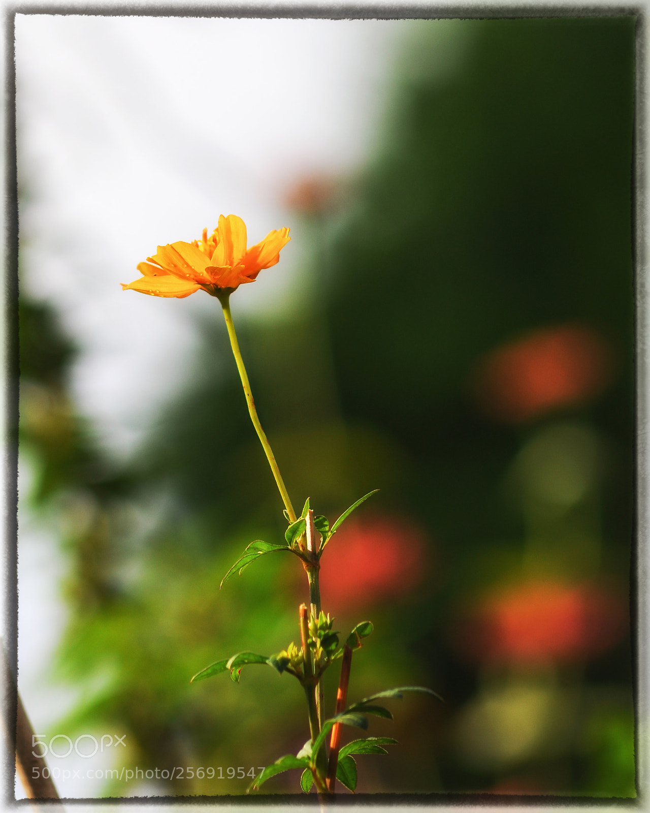 Nikon D90 sample photo. Untitled photography