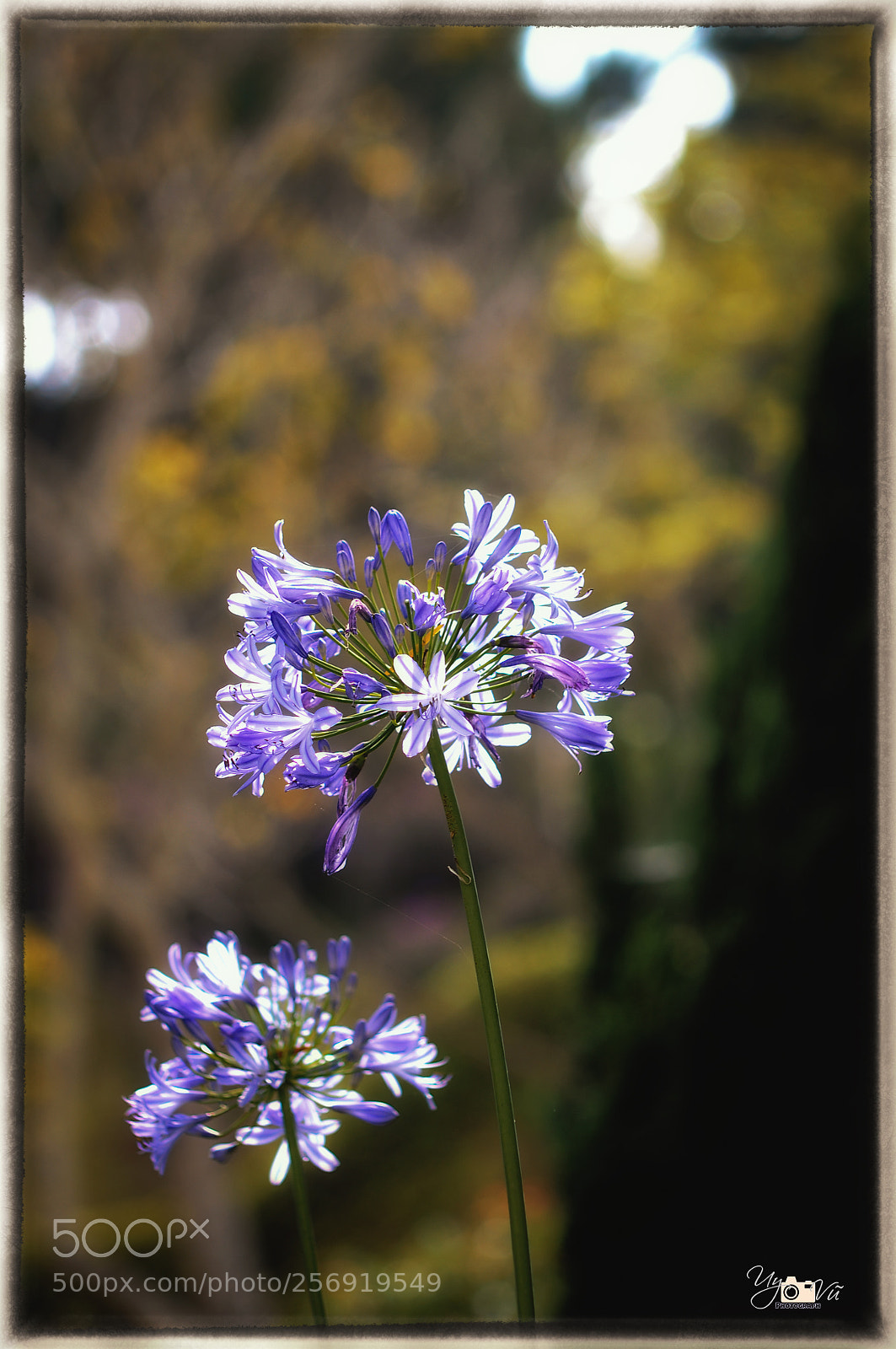 Nikon D90 sample photo. Untitled photography