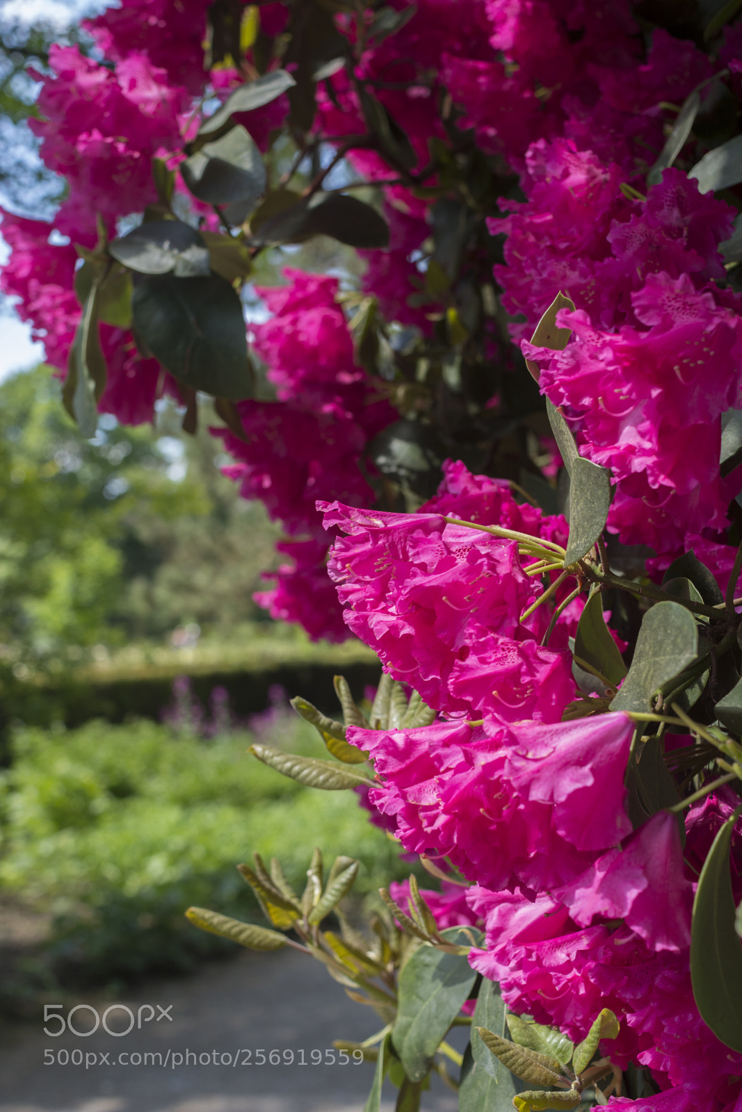 Nikon D7100 sample photo. Heilbronn - pfuehlpark photography