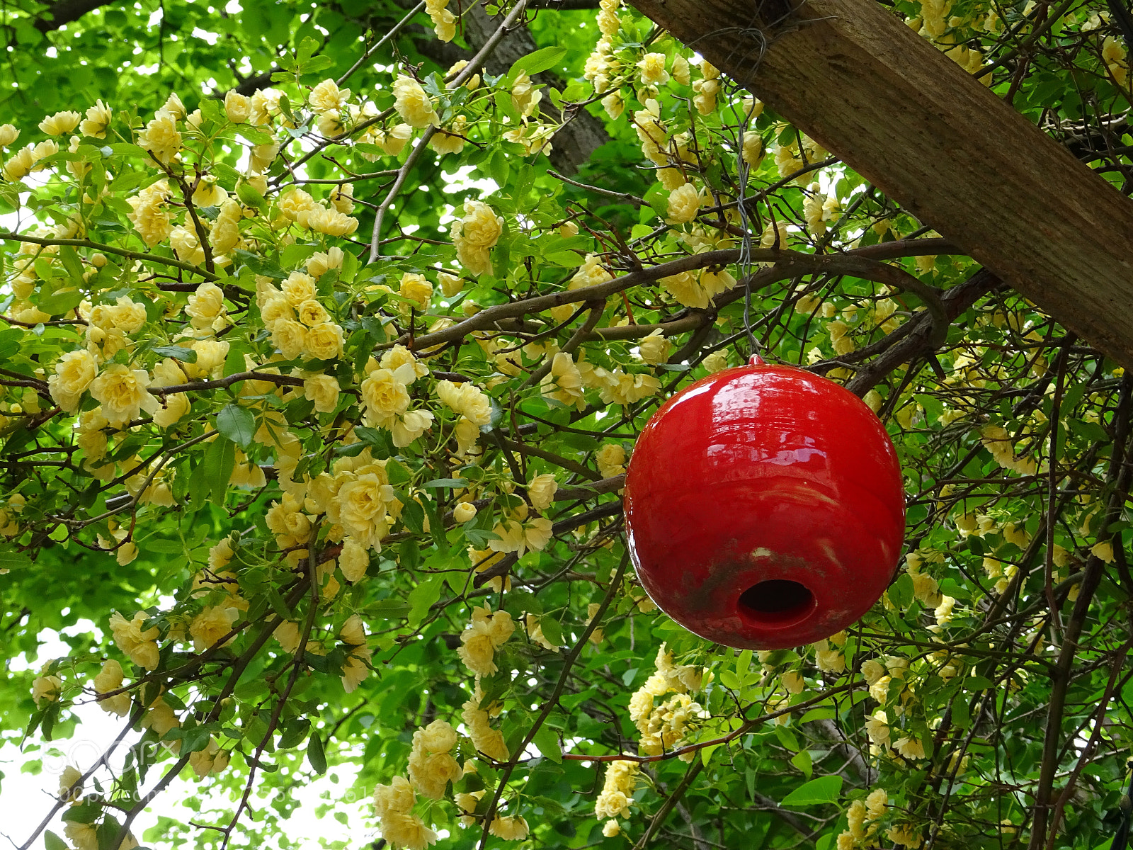 Sony DSC-HX60V sample photo. Just a touch of photography