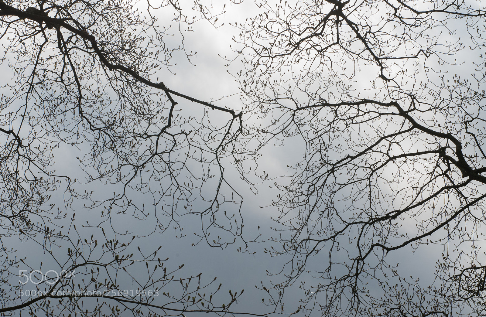 Nikon D300 sample photo. Dentelle photography