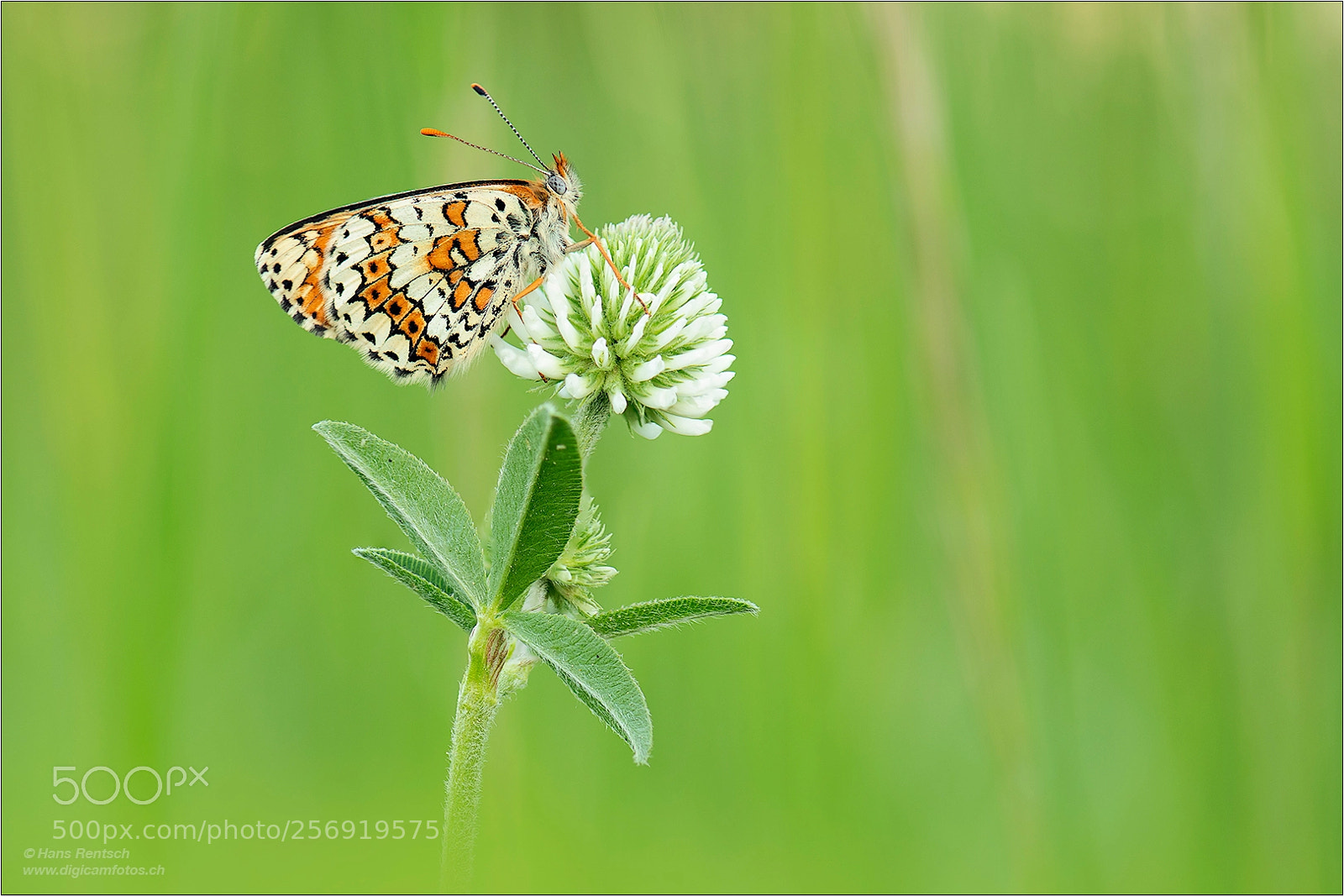 Nikon D850 sample photo. Wegerich-scheckenfalter photography