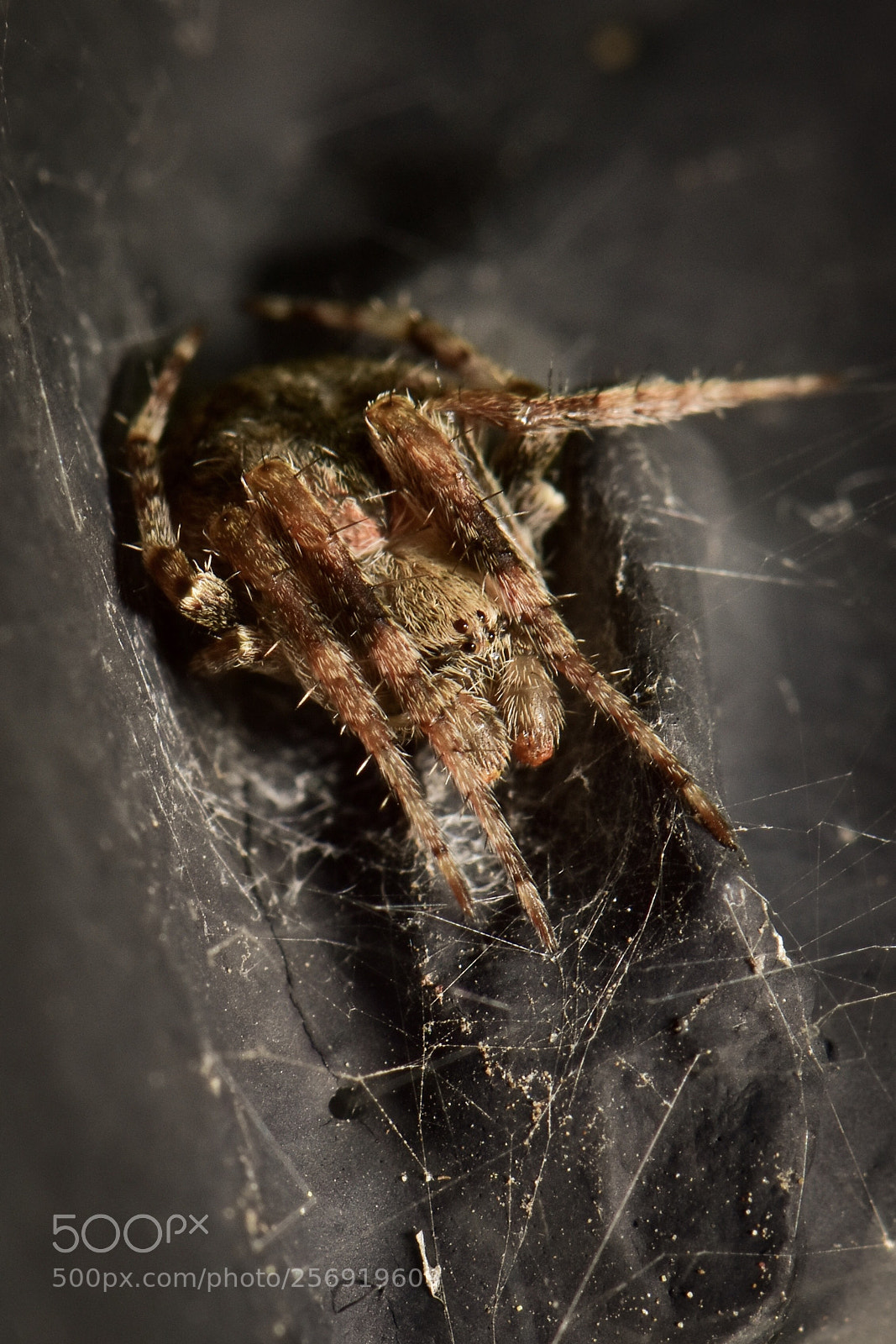 Nikon D7200 sample photo. Spider photography