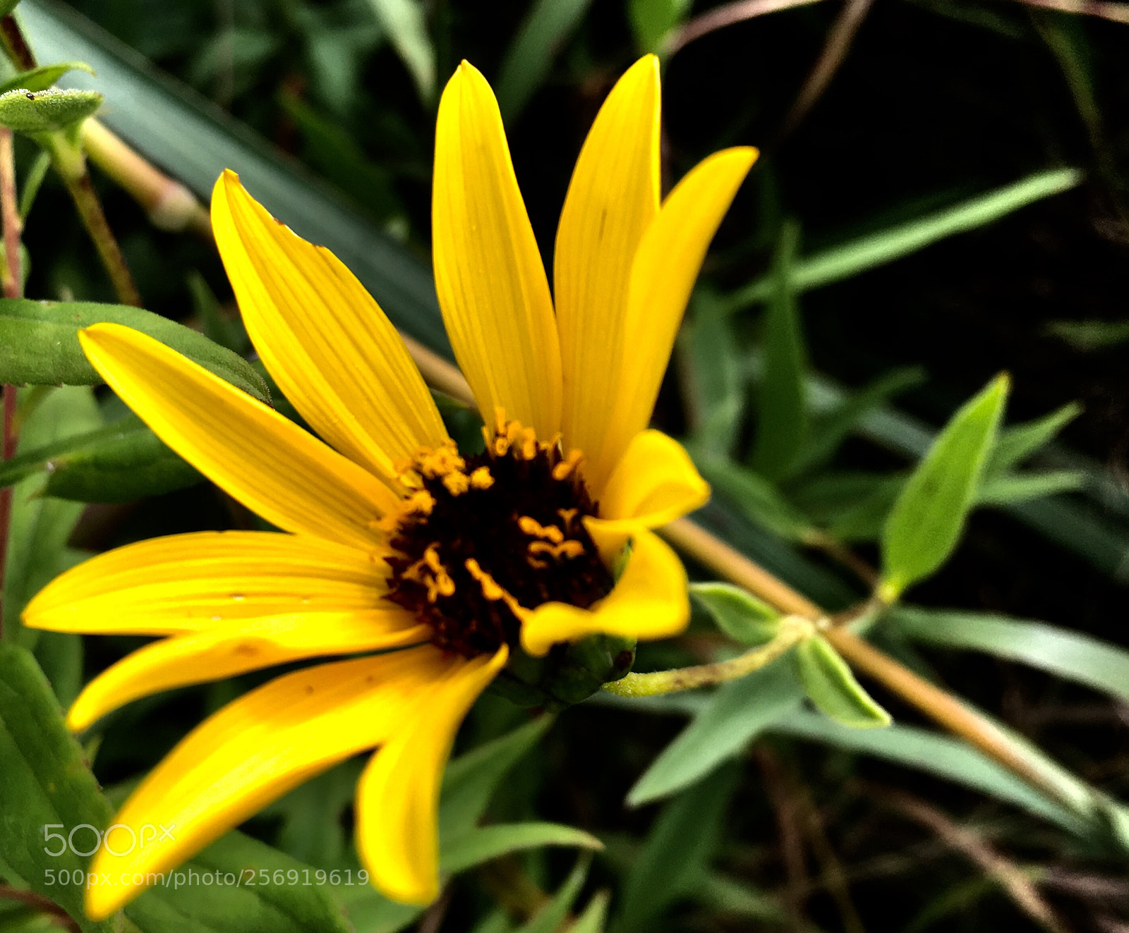 Apple iPhone 6s sample photo. Eabcefd ebabfd photography