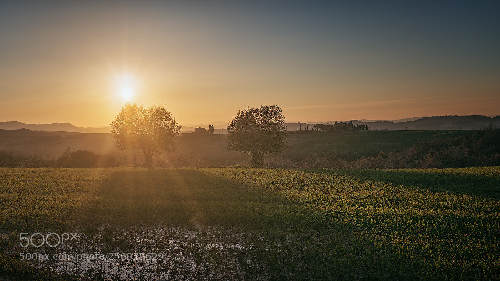 Sony a7R II sample photo. Olive photography
