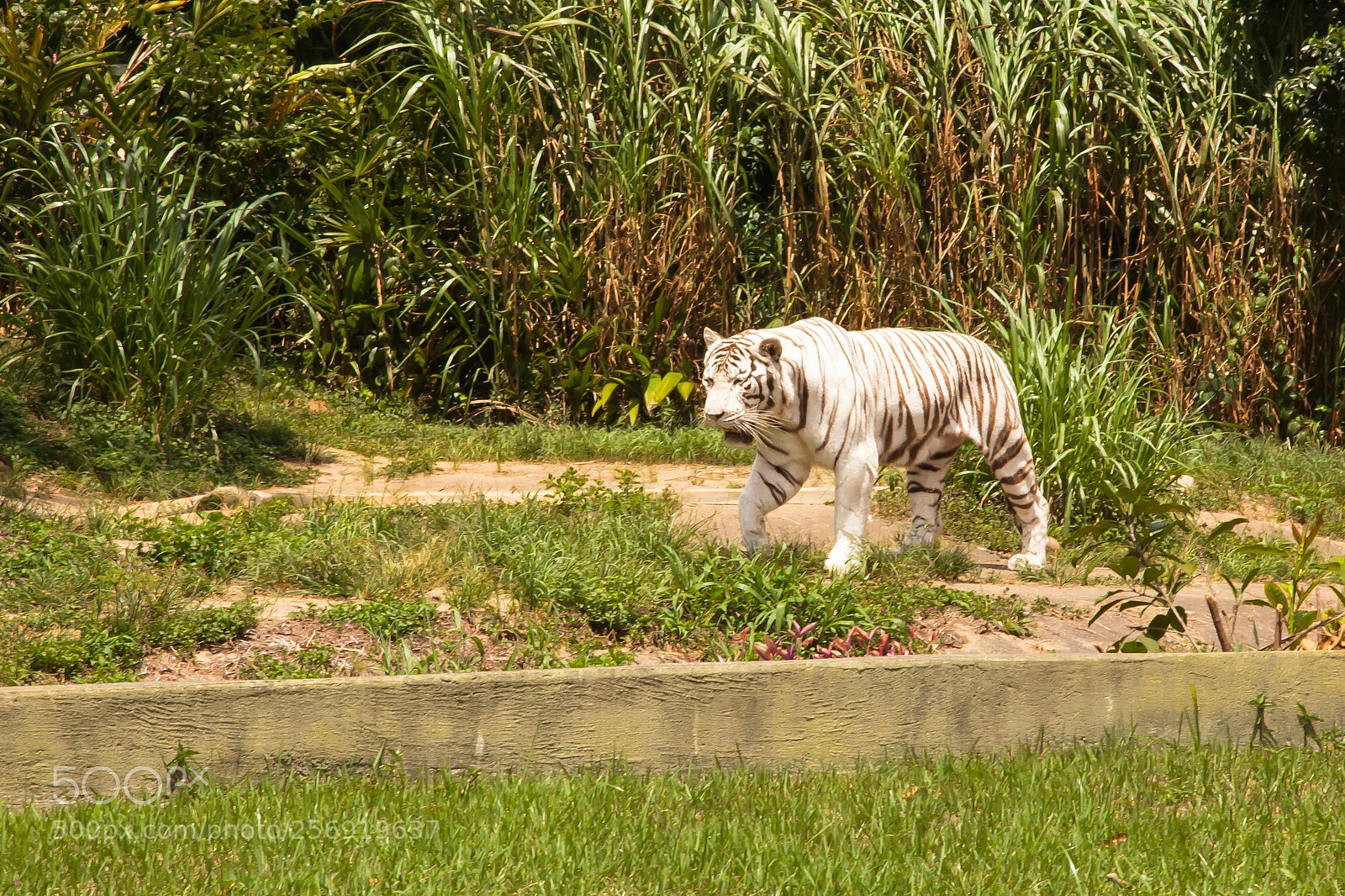 Canon EOS 5D Mark II sample photo. Tigre branco photography