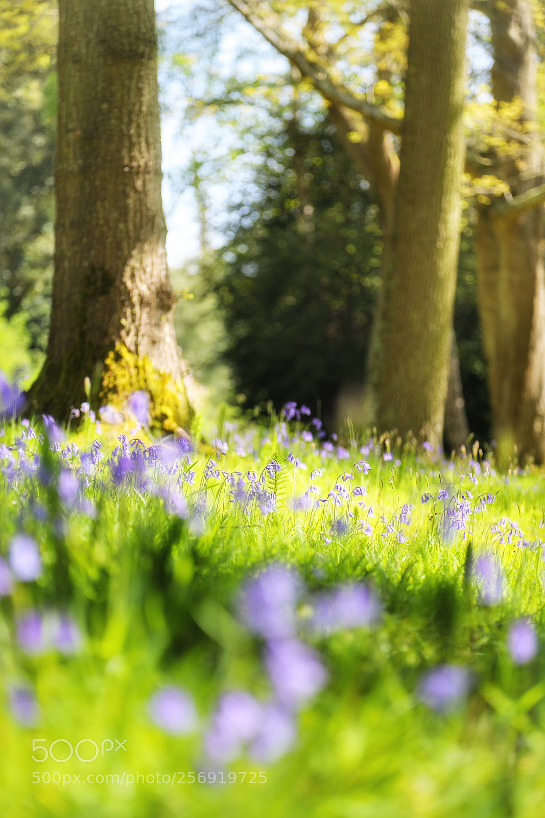 Canon EOS 5D Mark IV sample photo. Bluebell wood photography