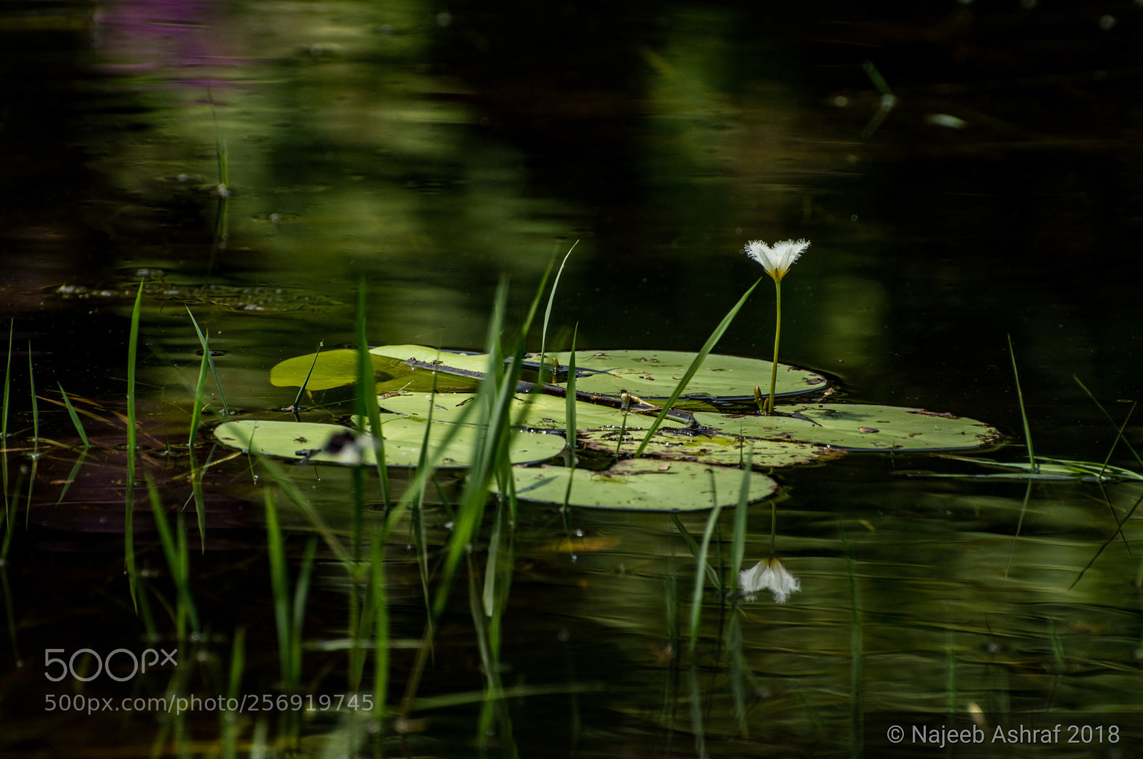 Nikon D3200 sample photo. Water lily photography