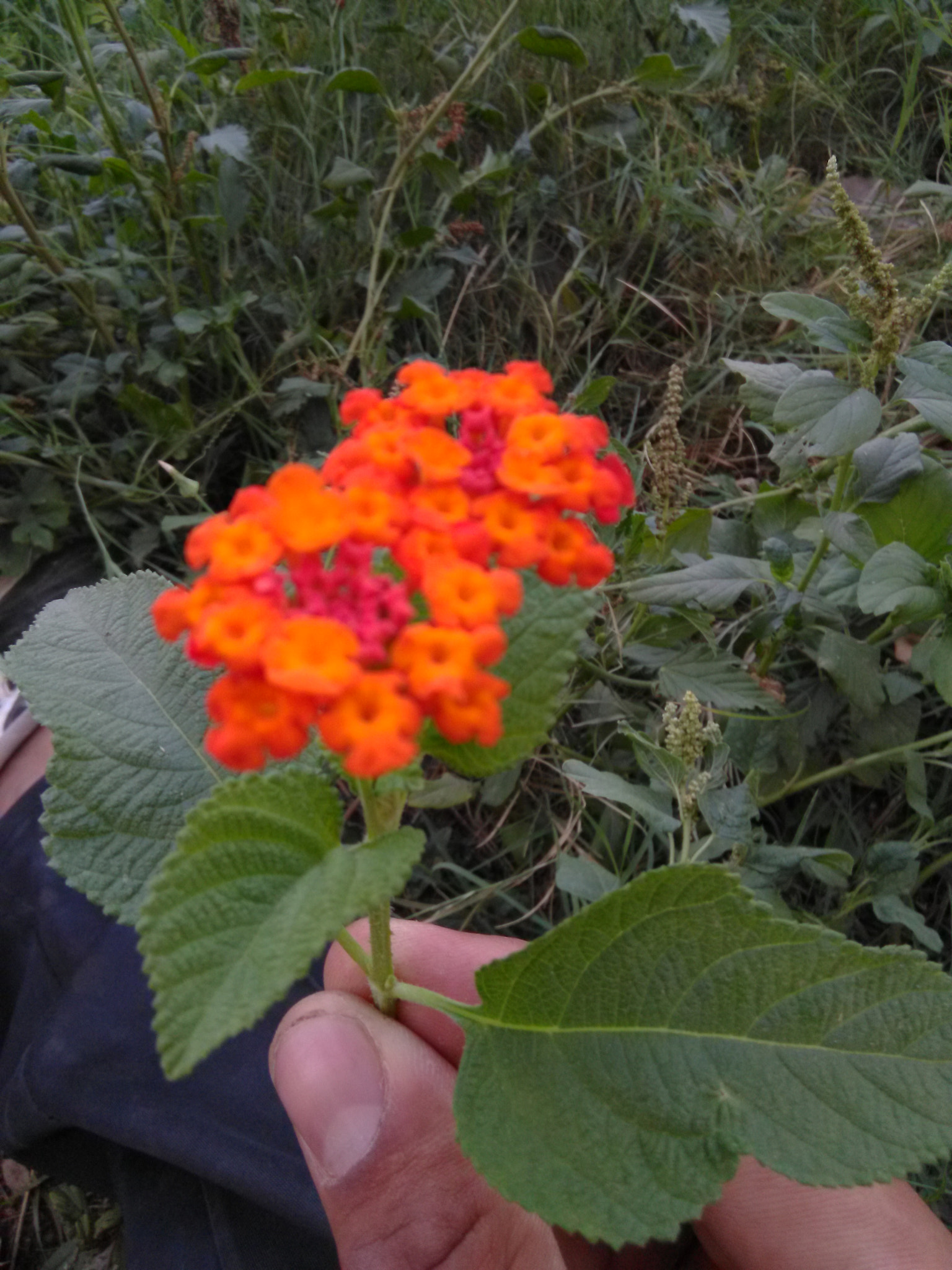 HMD Global Nokia 2 sample photo. Flower photography