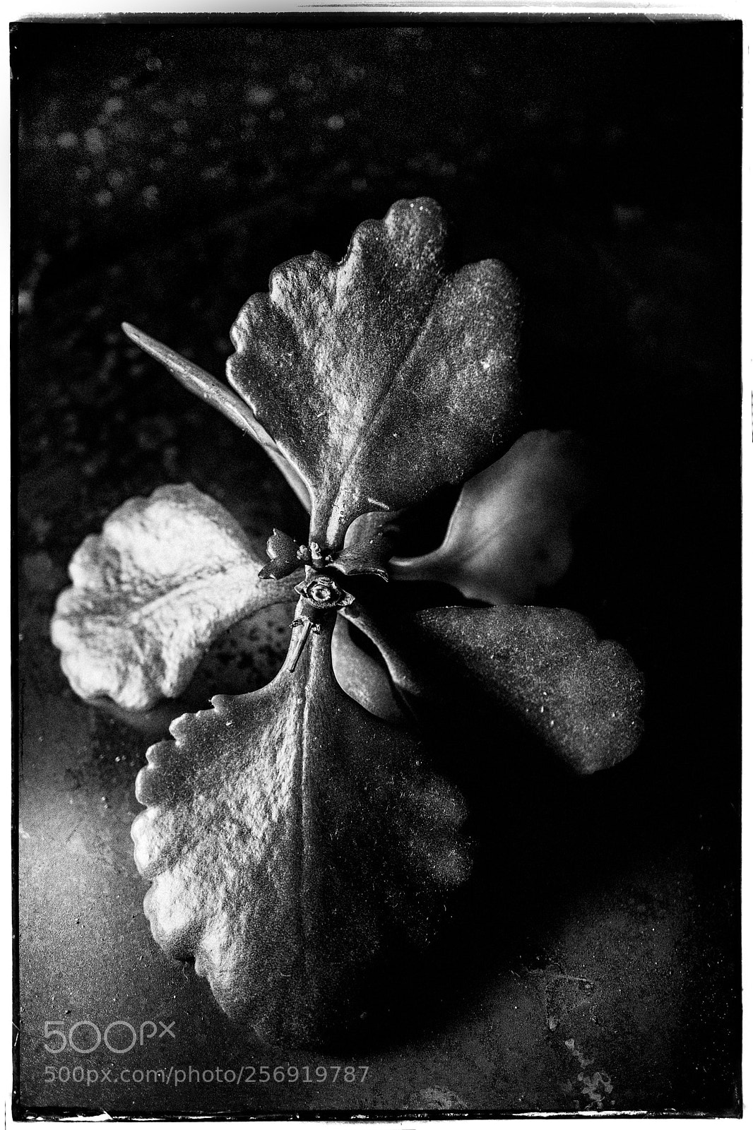 Sony a7 sample photo. Plant cutoff with leaves photography