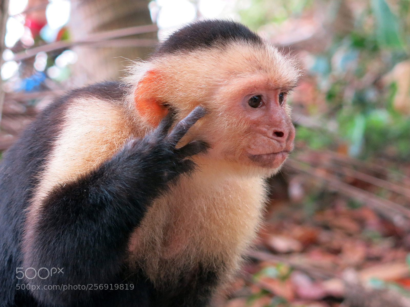 Canon PowerShot G15 sample photo. A capuchin monkey photography