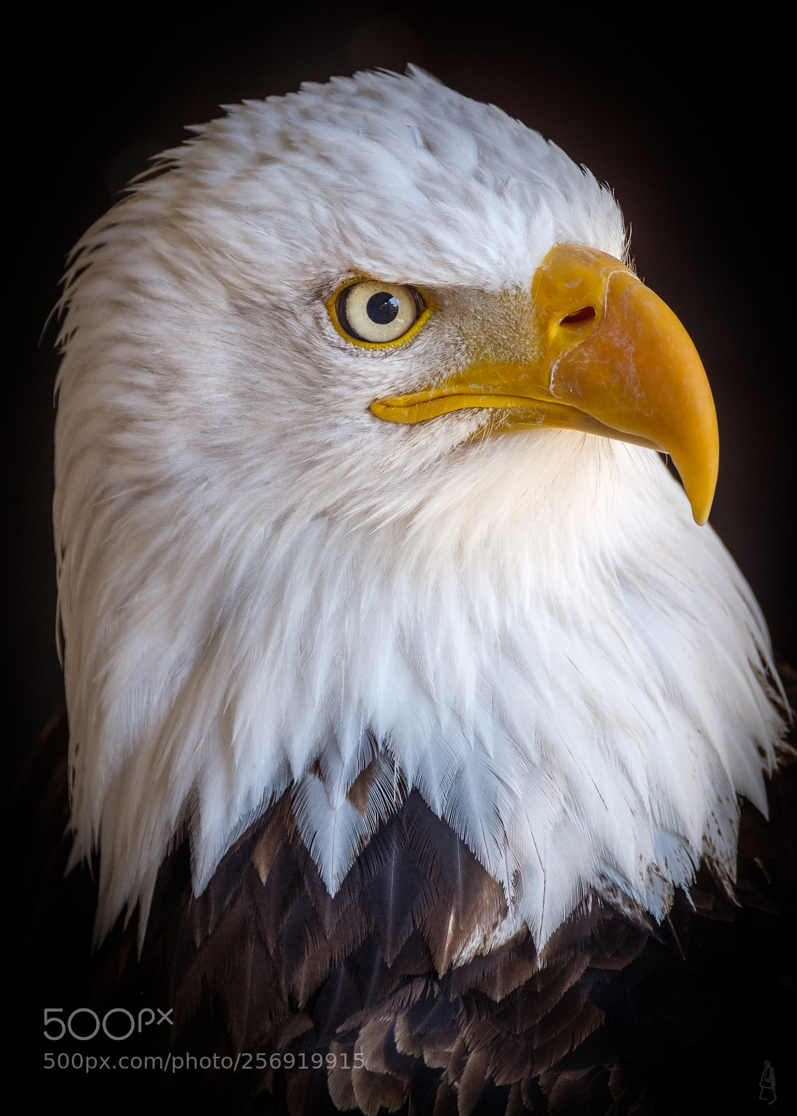 Fujifilm X-T2 sample photo. Bald eagle portrait photography