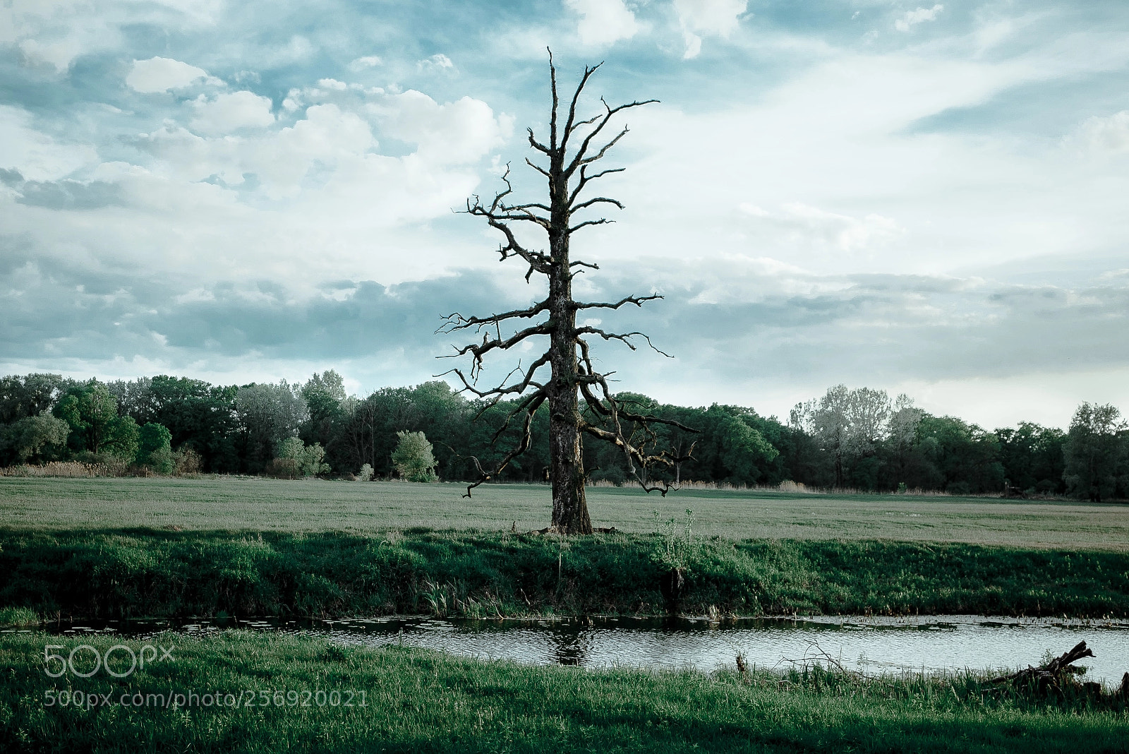 Sony a7S sample photo. Dsc56565 photography