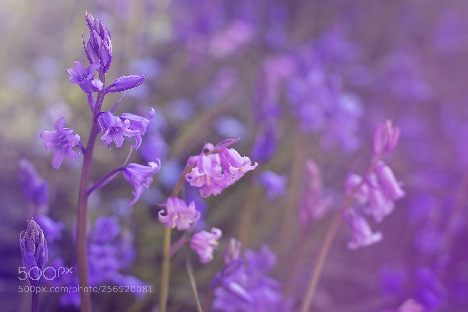 Canon EOS 6D Mark II sample photo. Purple haze photography