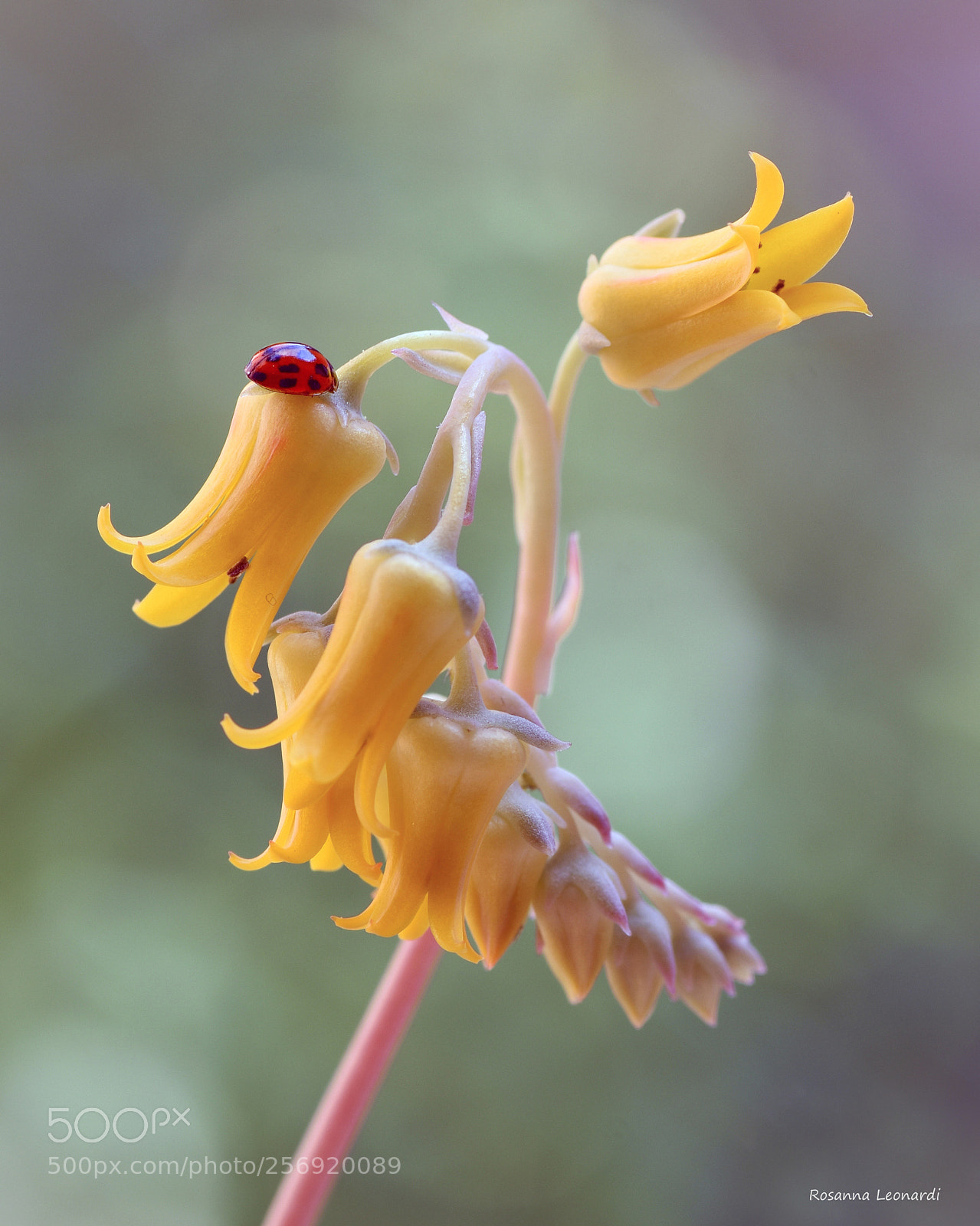 Nikon D7200 sample photo. So little... photography