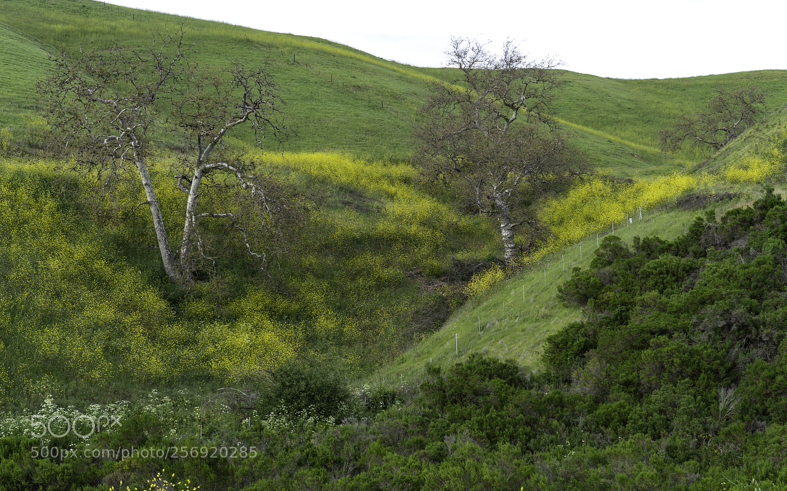 Sony a7R II sample photo. Two trees in spring photography