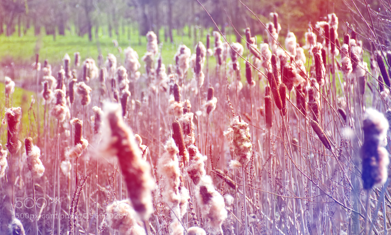Nikon D5100 sample photo. Rushes, national memorial arboretum photography
