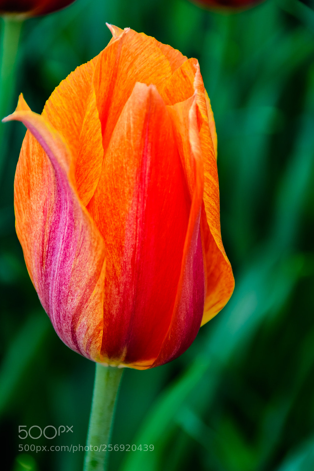 Nikon D500 sample photo. Tulips of longwood photography